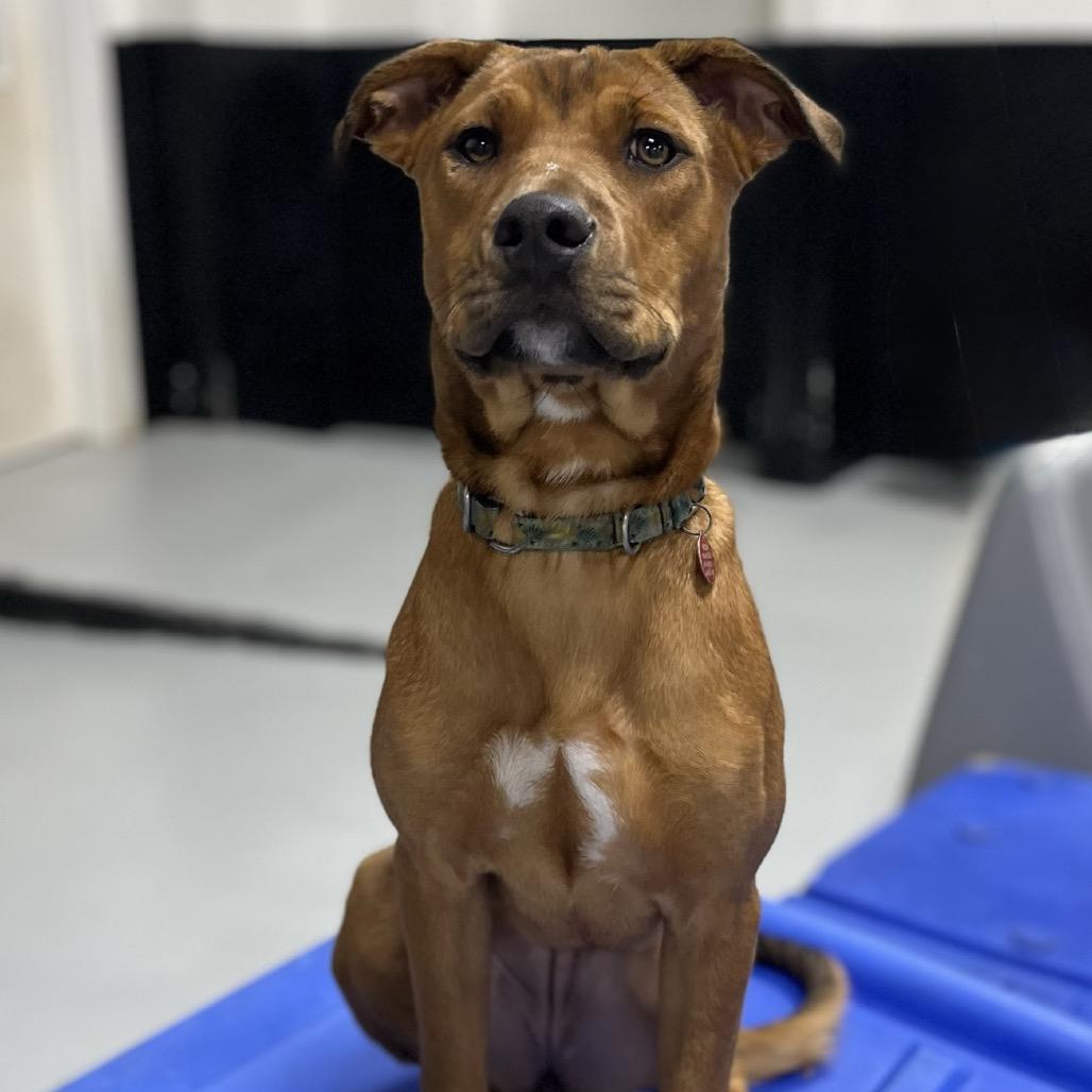 Duckie, a Adoptable Mixed Breed in Portland, OR image 3/3