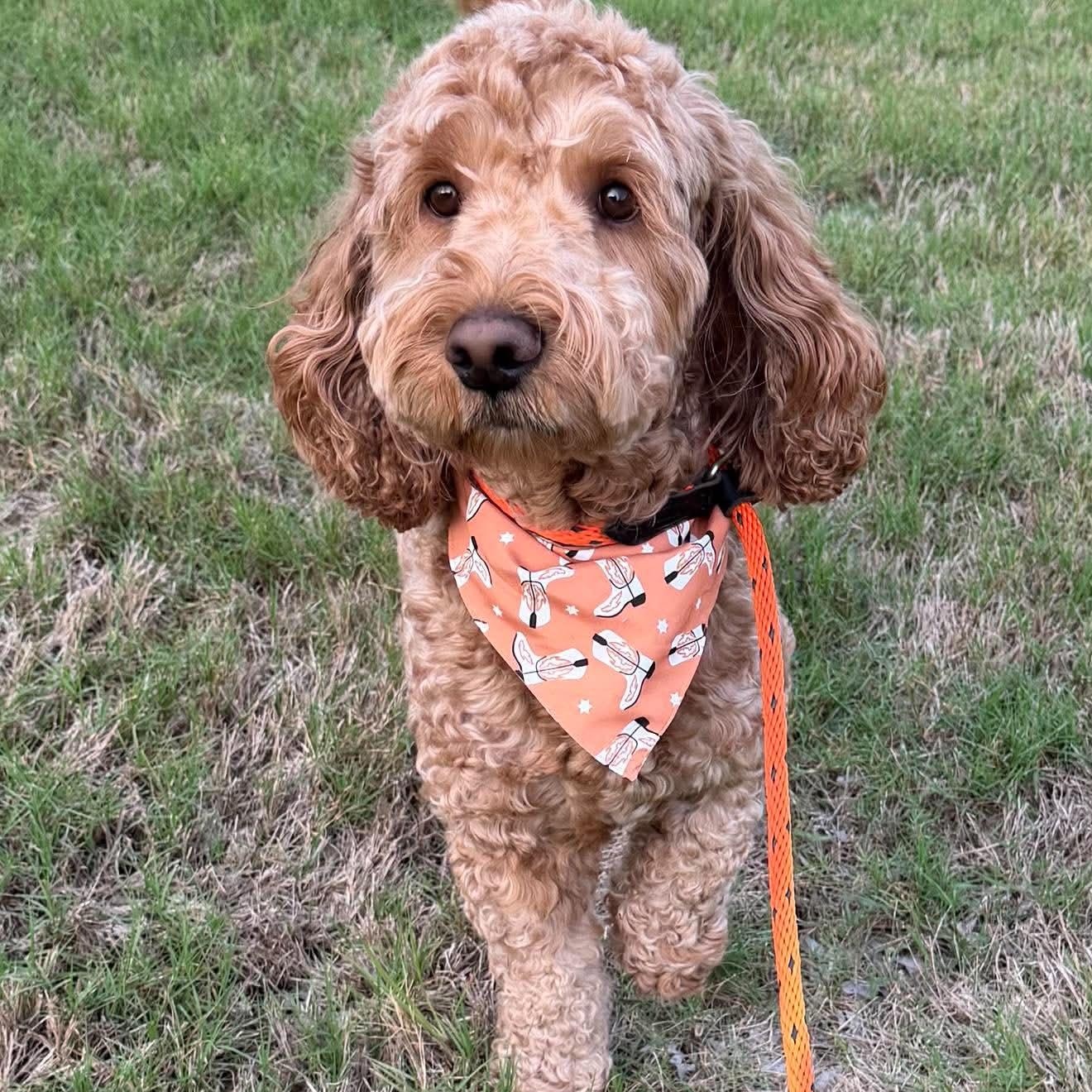 BRUNO Doodle, a Adoptable mixed breed in Heath, TX image 1/5