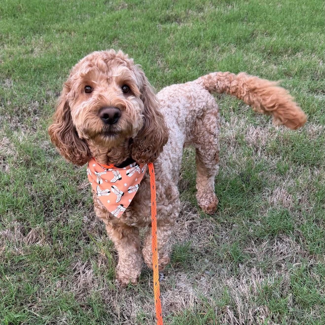 BRUNO Doodle, a Adoptable mixed breed in Heath, TX image 3/5