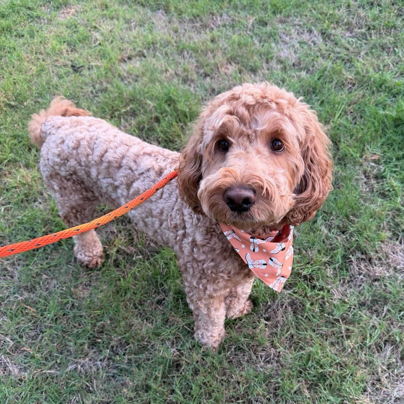 BRUNO Doodle, a Adoptable mixed breed in Heath, TX image 4/5