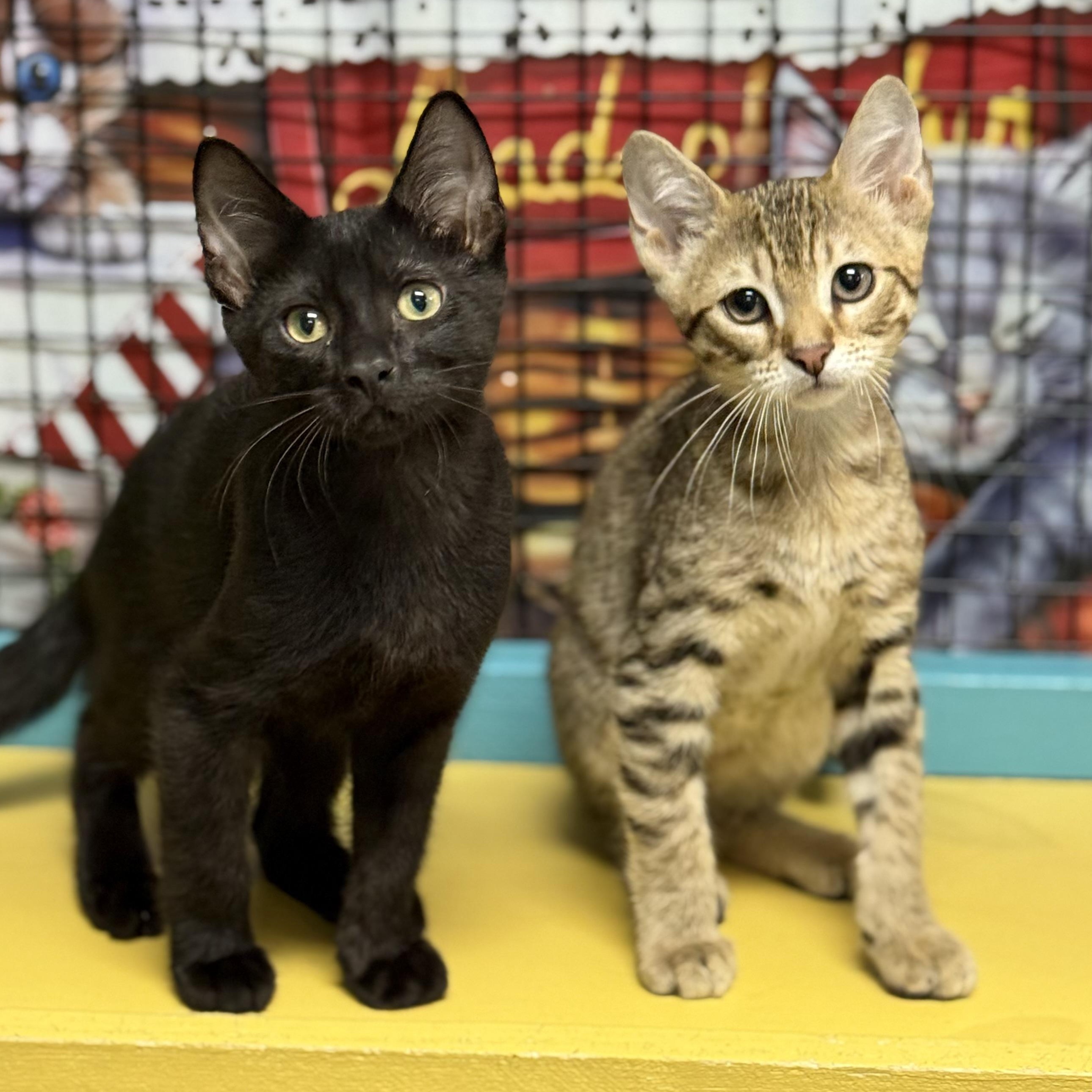 Enlarge Nova, a Adoptable Domestic Short Hair in Collierville, TN image 3/6