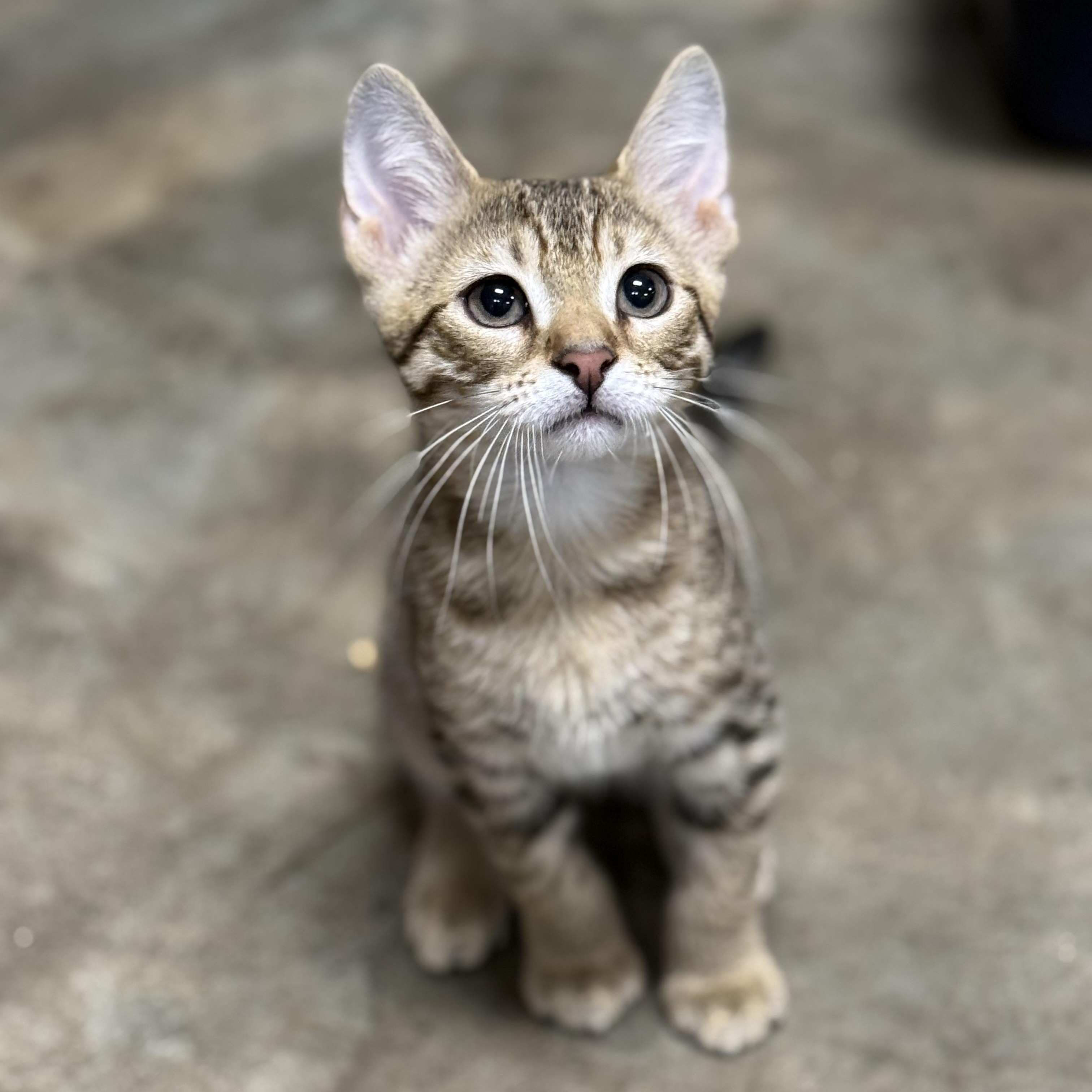Enlarge Nova, a Adoptable Domestic Short Hair in Collierville, TN image 6/6