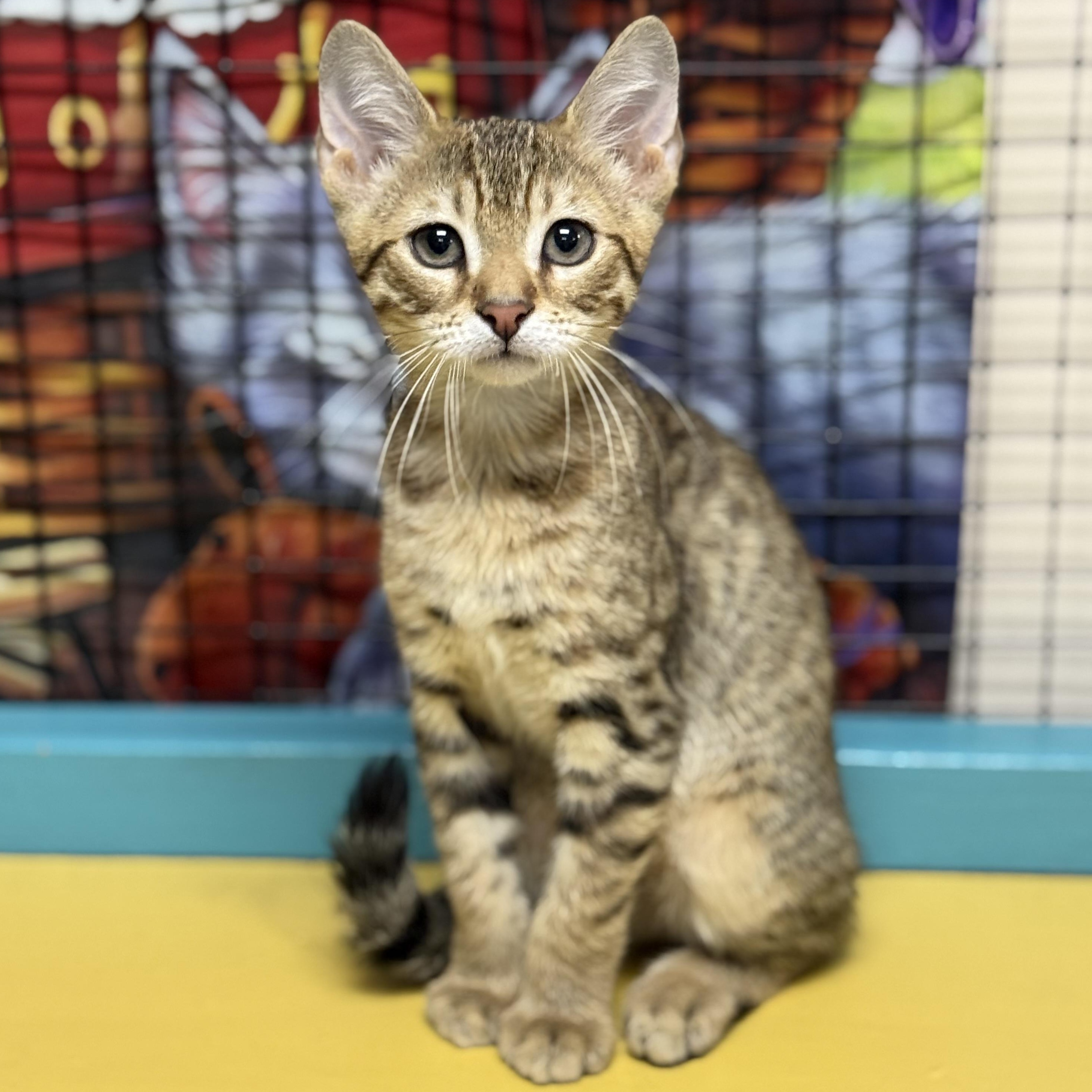 Enlarge Nova, a Adoptable Domestic Short Hair in Collierville, TN image 4/6