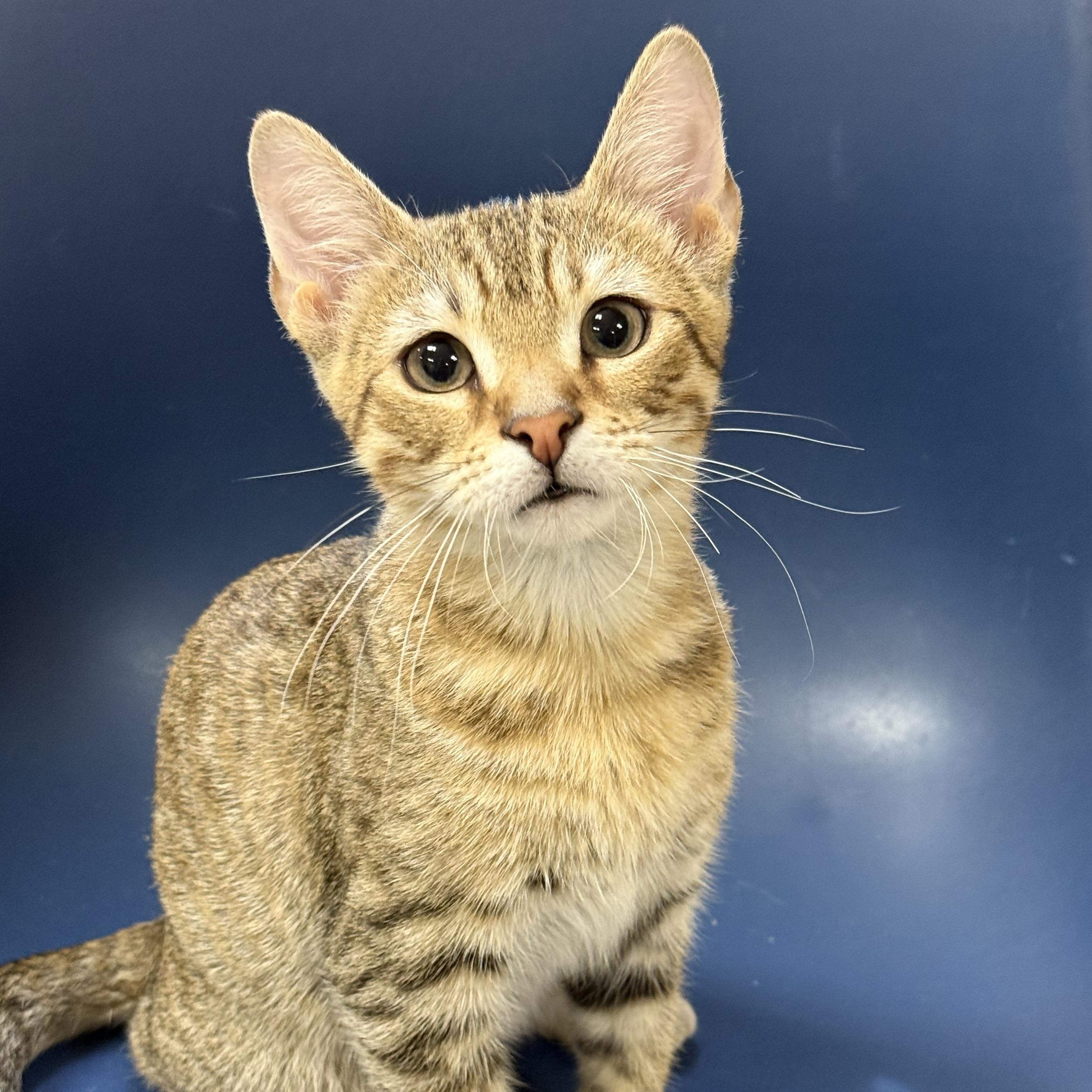 Nova, Adoptable, Kitten Male Domestic Short Hair.