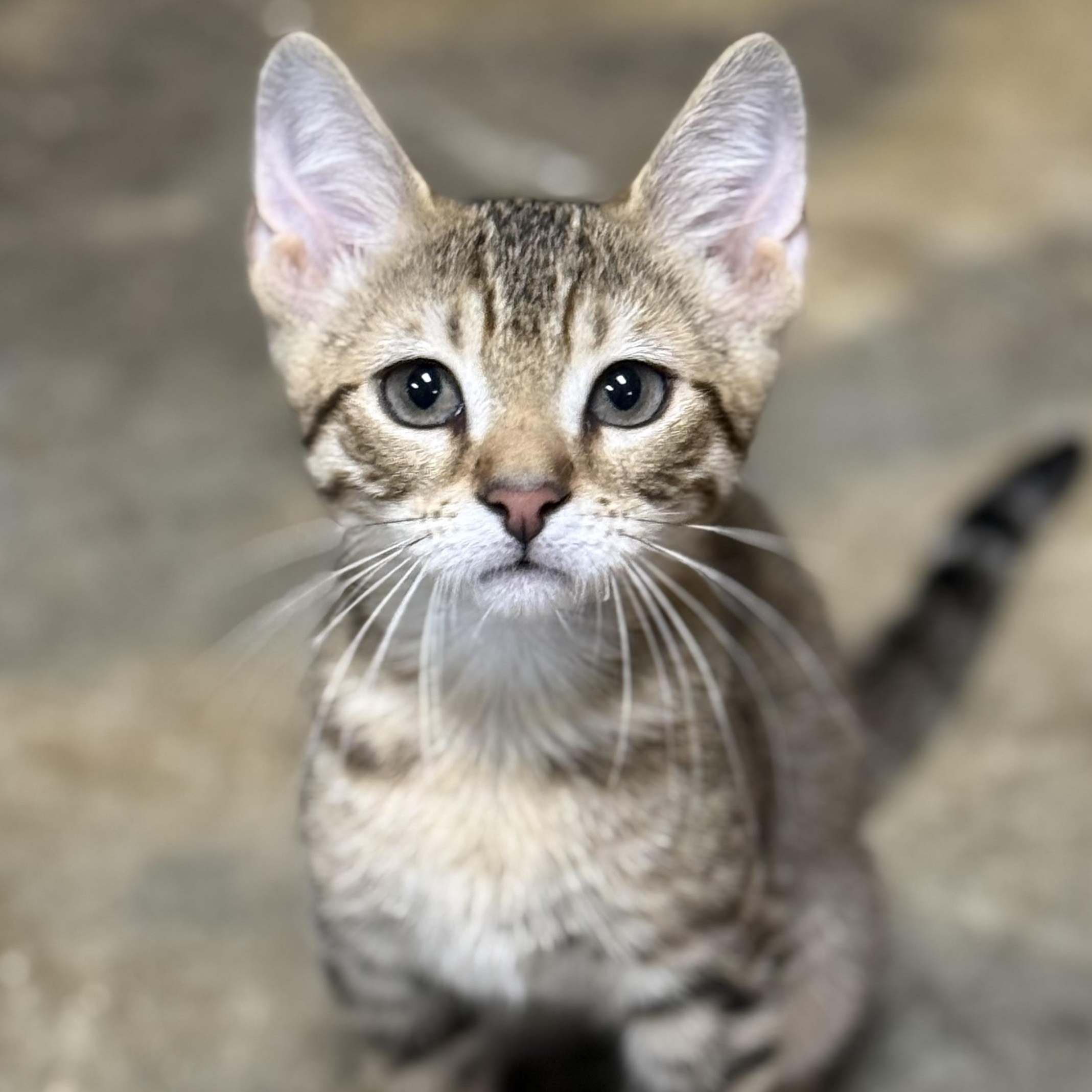 Nova, Adoptable, Kitten Female Domestic Short Hair.
