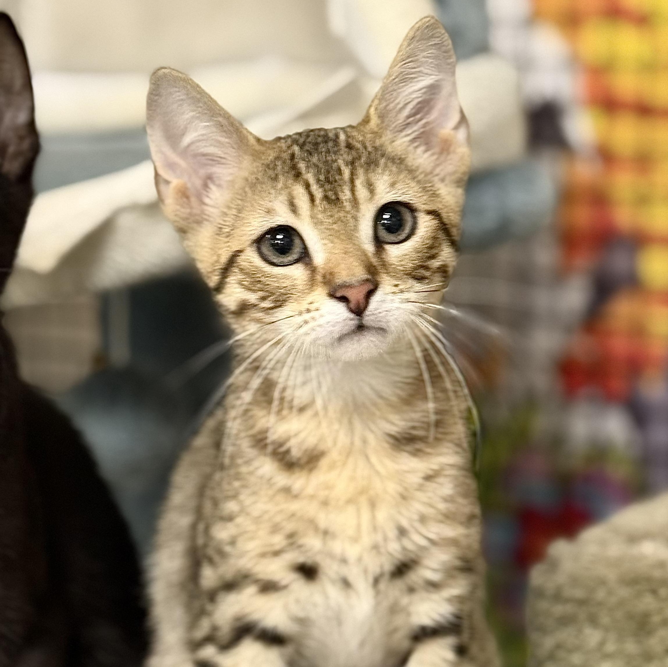 Enlarge Nova, a Adoptable Domestic Short Hair in Collierville, TN image 2/6