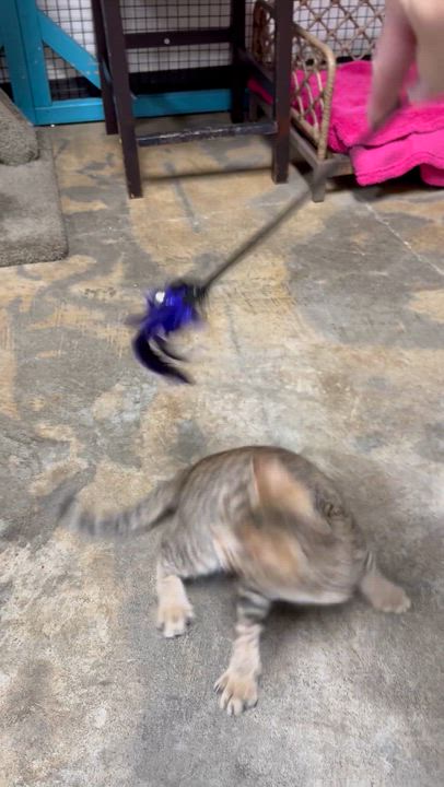 Enlarge Nova, a Adoptable Domestic Short Hair in Collierville, TN video 5/6
