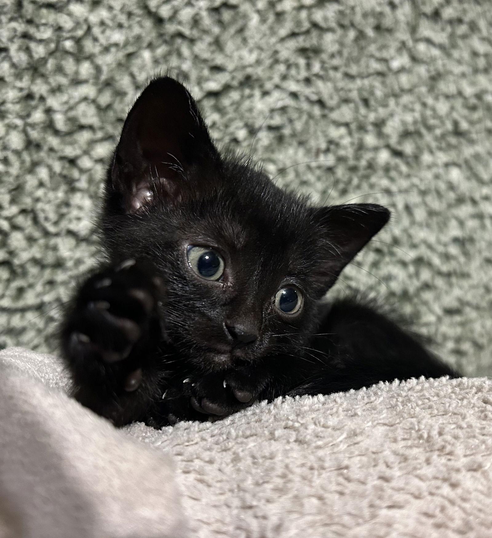 Enlarge Milah, a Adopted Domestic Short Hair in Naples, FL image 1/1