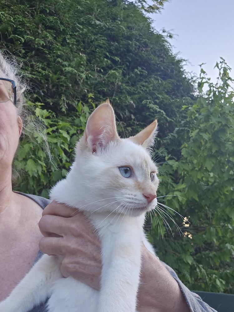 Frosty, Adoptable, Kitten Male Domestic Short Hair.