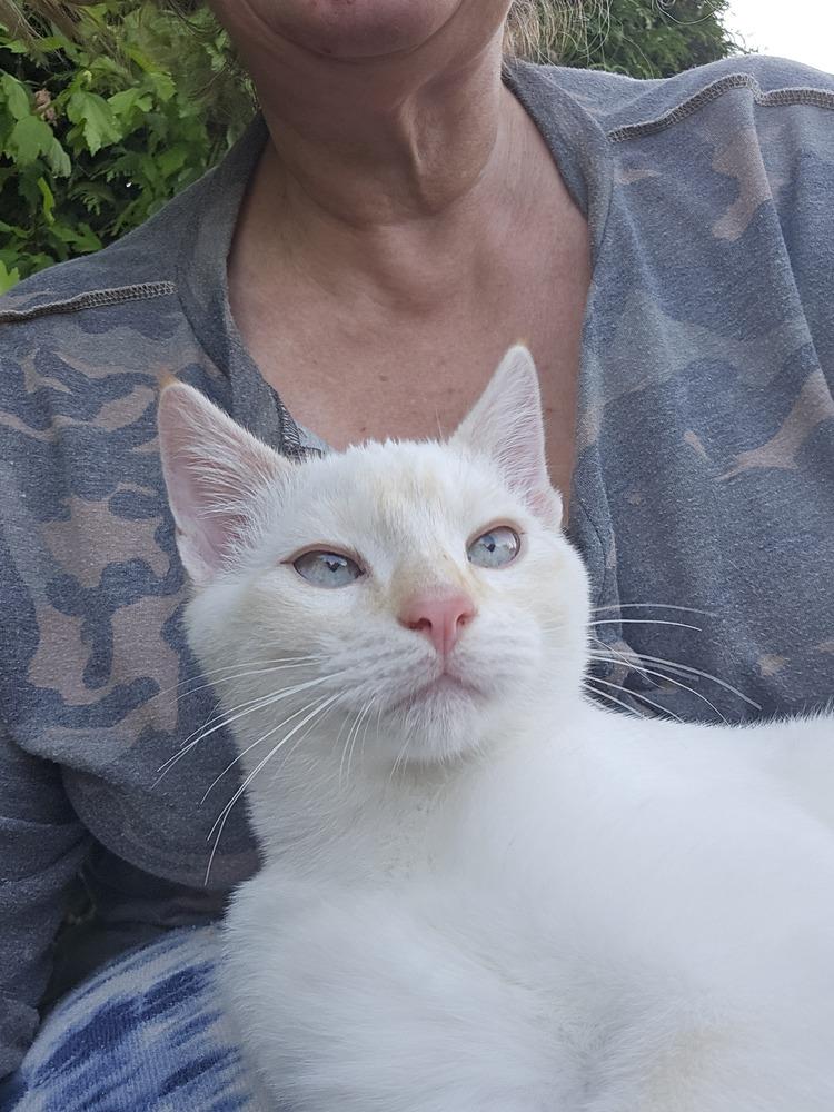 Enlarge Frosty, a Adoptable Domestic Short Hair in Bellingham, WA image 2/3