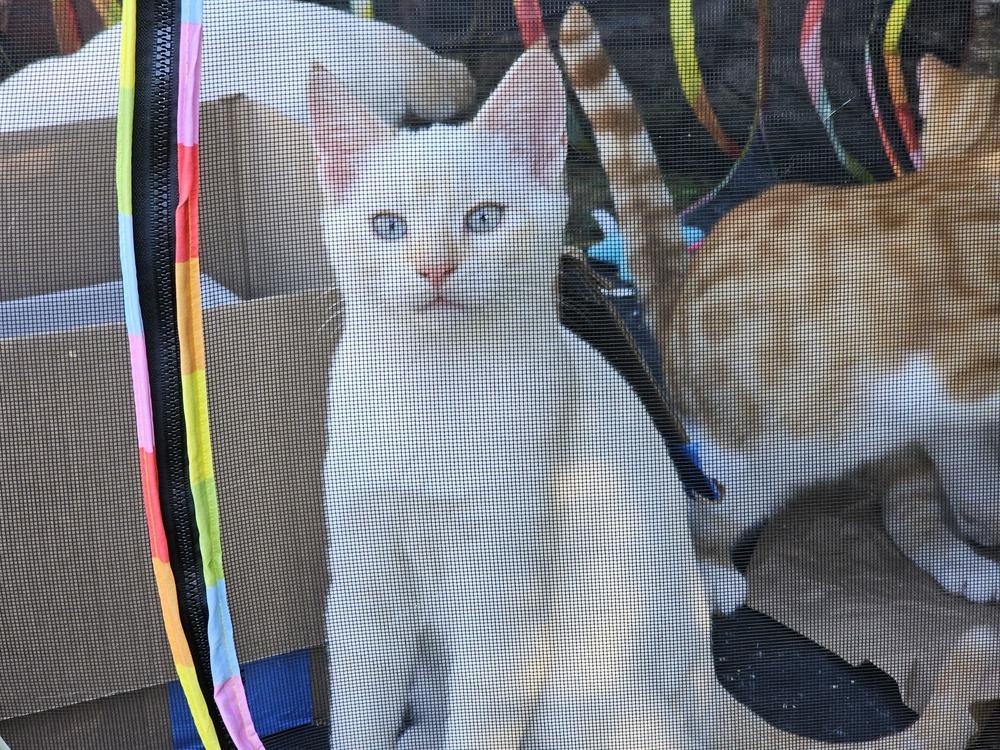 Enlarge Frosty, a Adoptable Domestic Short Hair in Bellingham, WA image 3/3