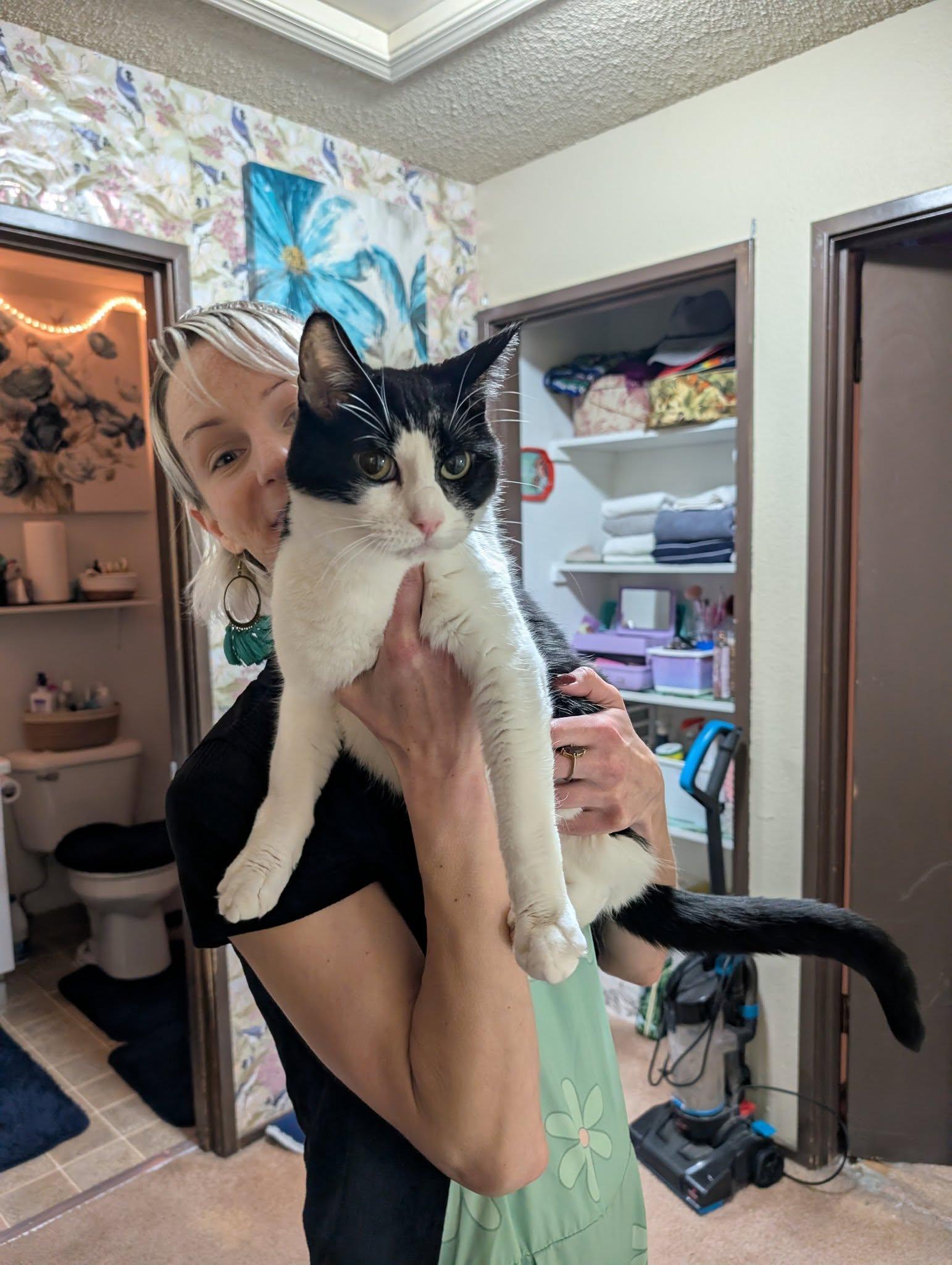 Bentley, adopted, Adult Male Domestic Short Hair.