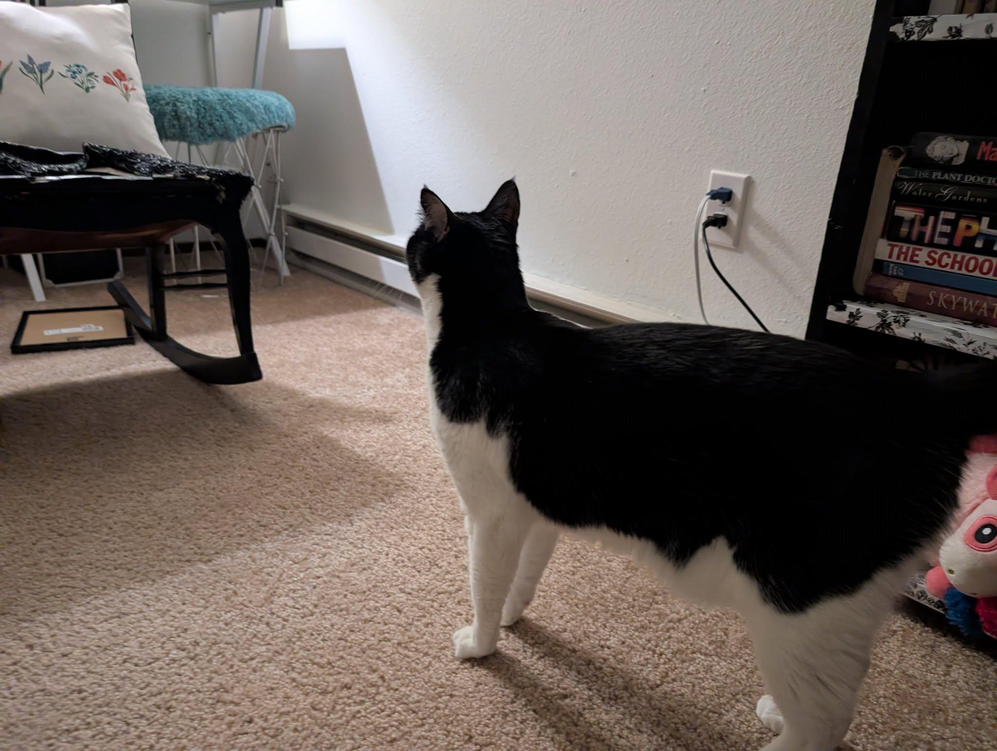 Enlarge Bentley, an adopted Domestic Short Hair in Spokane, WA image 2/3