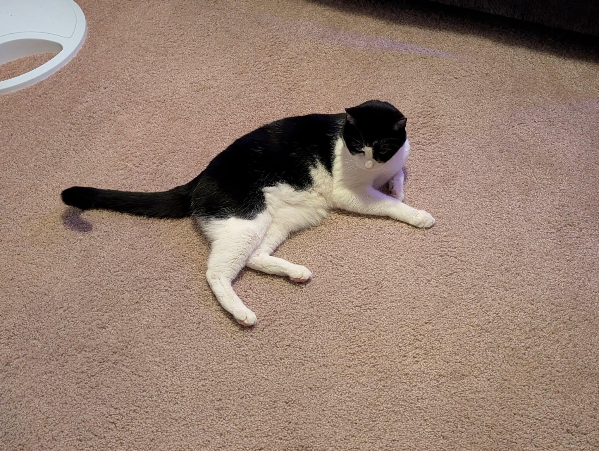 Enlarge Bentley, an adopted Domestic Short Hair in Spokane, WA image 3/3