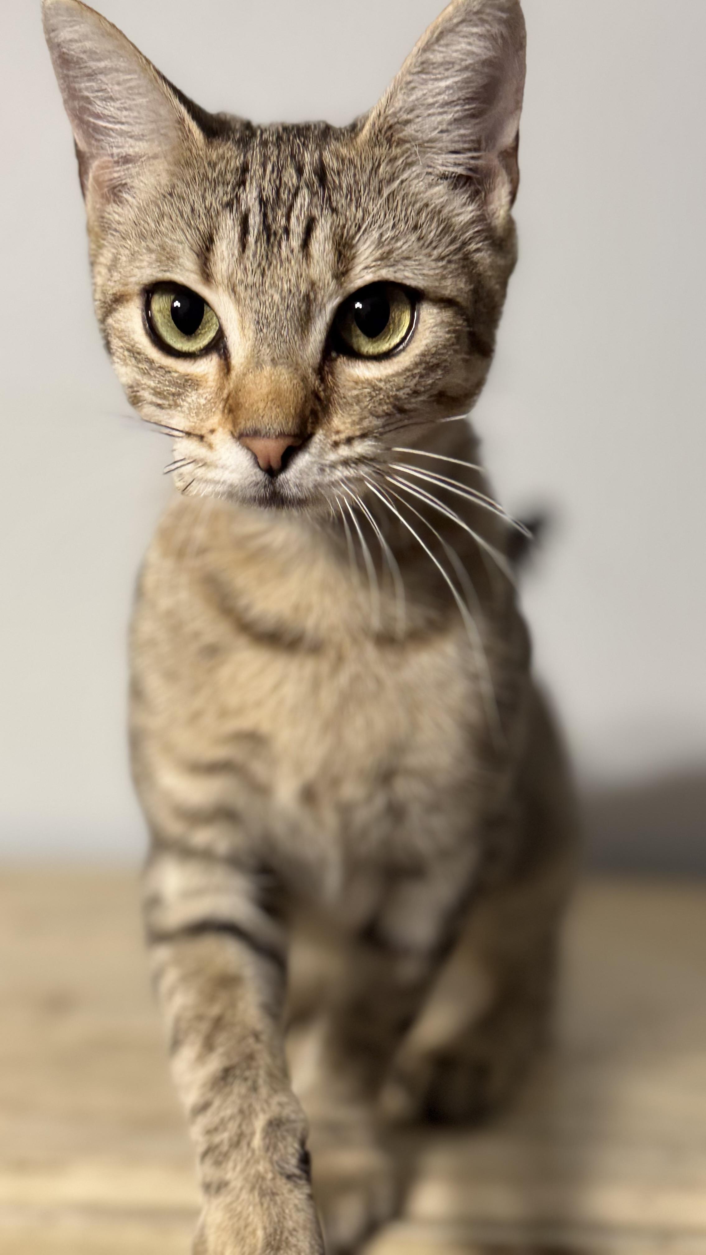 Enlarge Stickers, a Adoptable Domestic Short Hair in McKinney, TX image 3/3