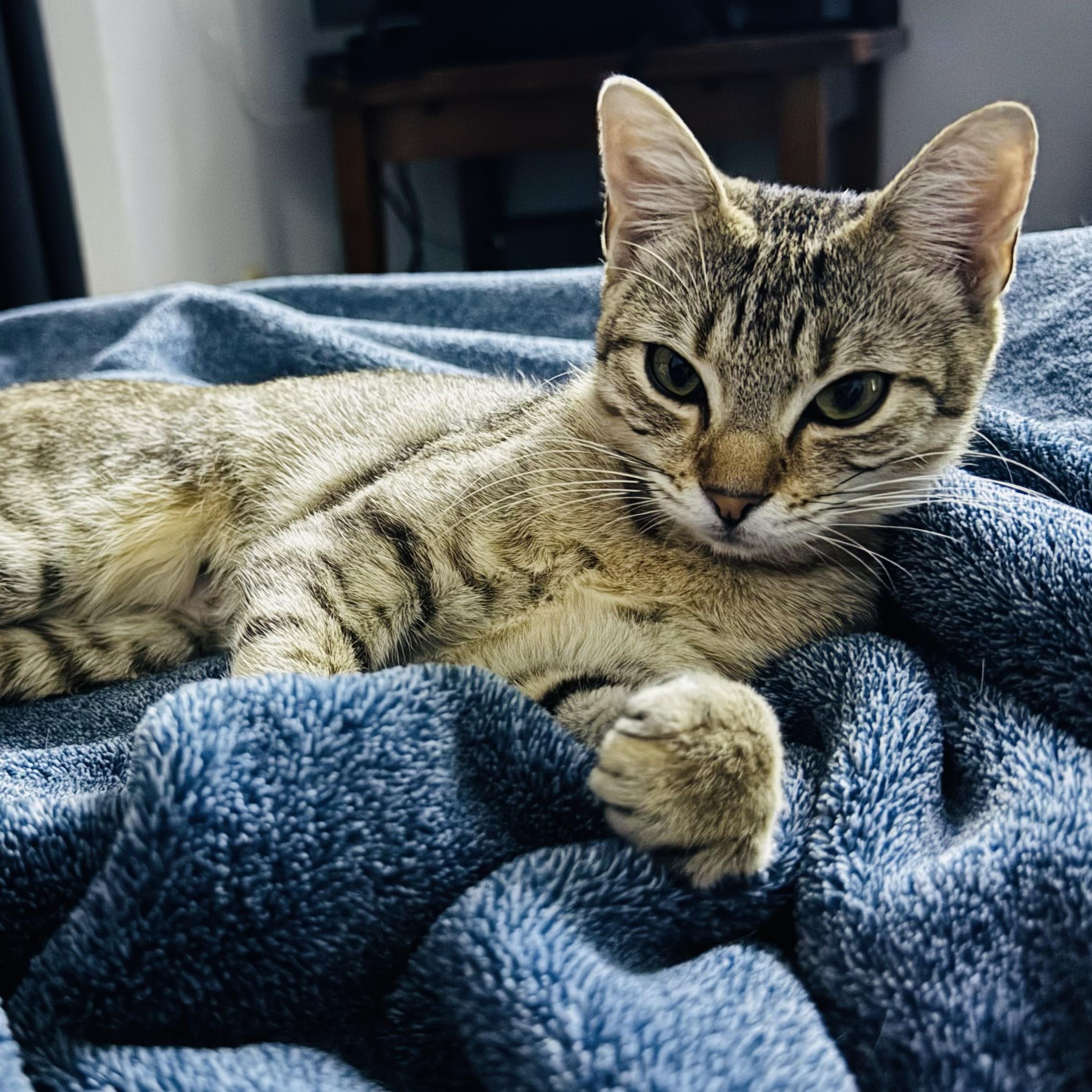 Stickers, Adoptable, Young Female Domestic Short Hair.