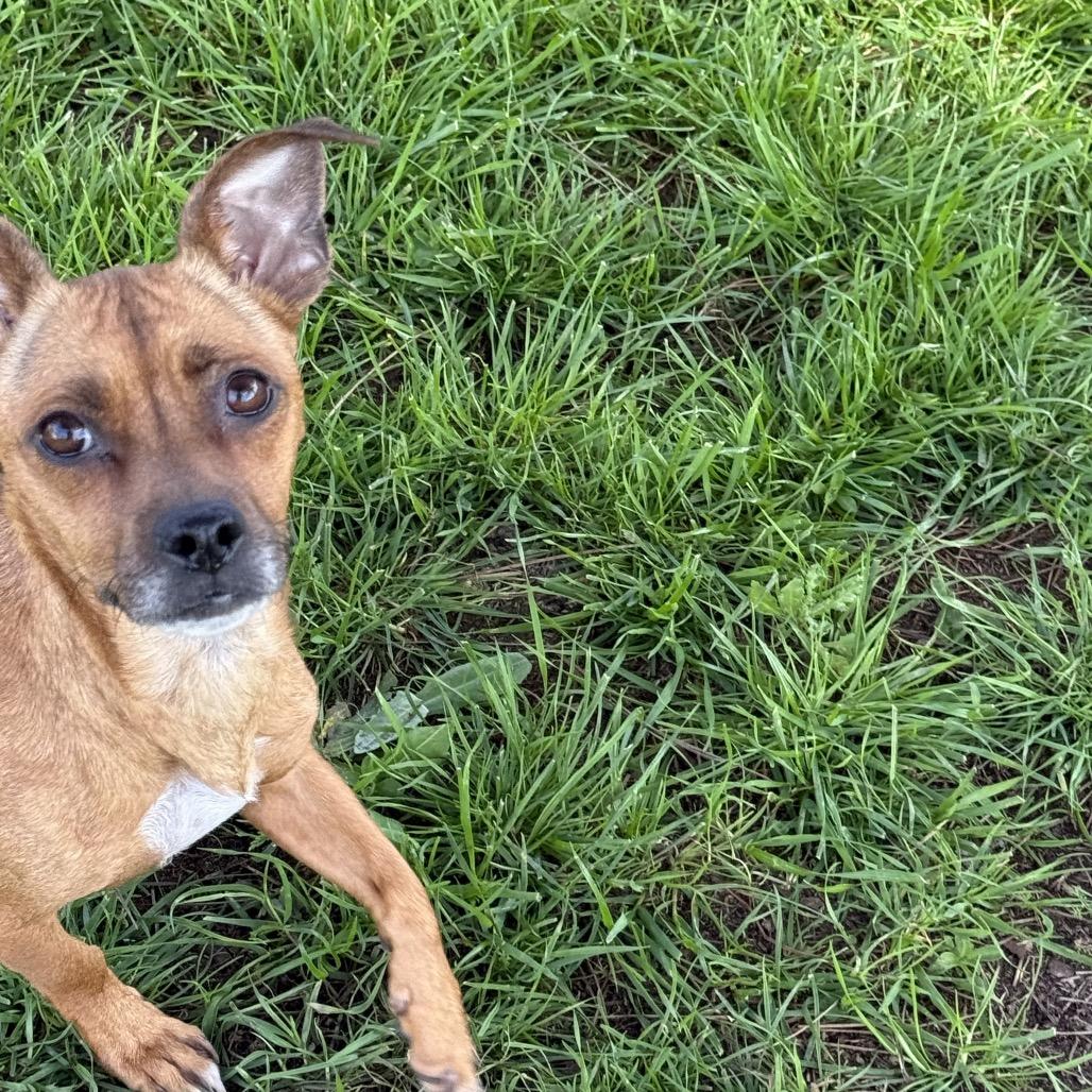 Sonora (*), Adoptable, Adult Female Chihuahua & Mixed Breed.