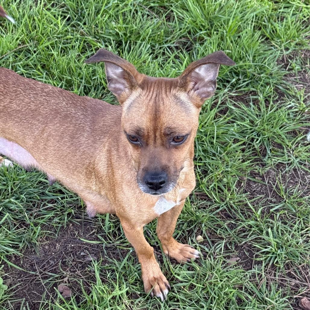 Enlarge Sonora (*), a Adoptable mixed breed in Sacramento, CA image 2/3