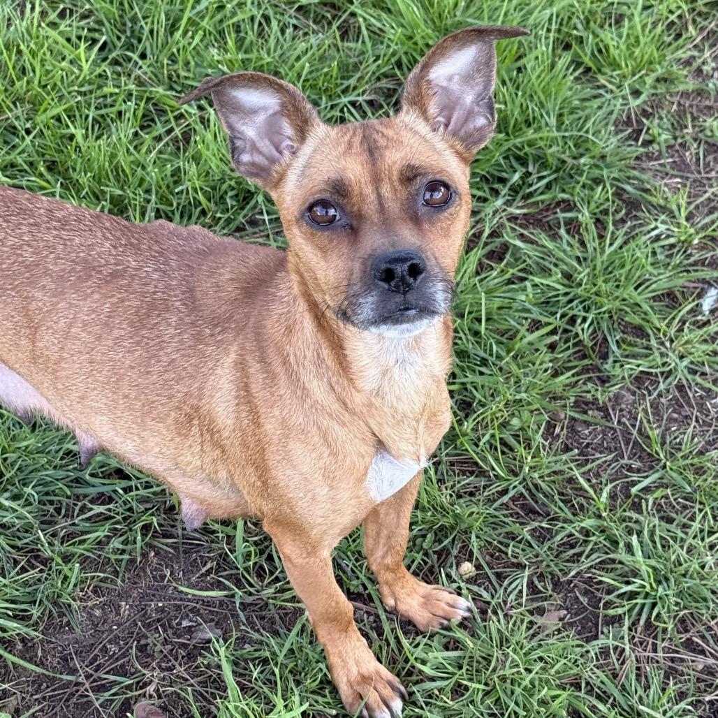 Enlarge Sonora (*), a Adoptable mixed breed in Sacramento, CA image 3/3