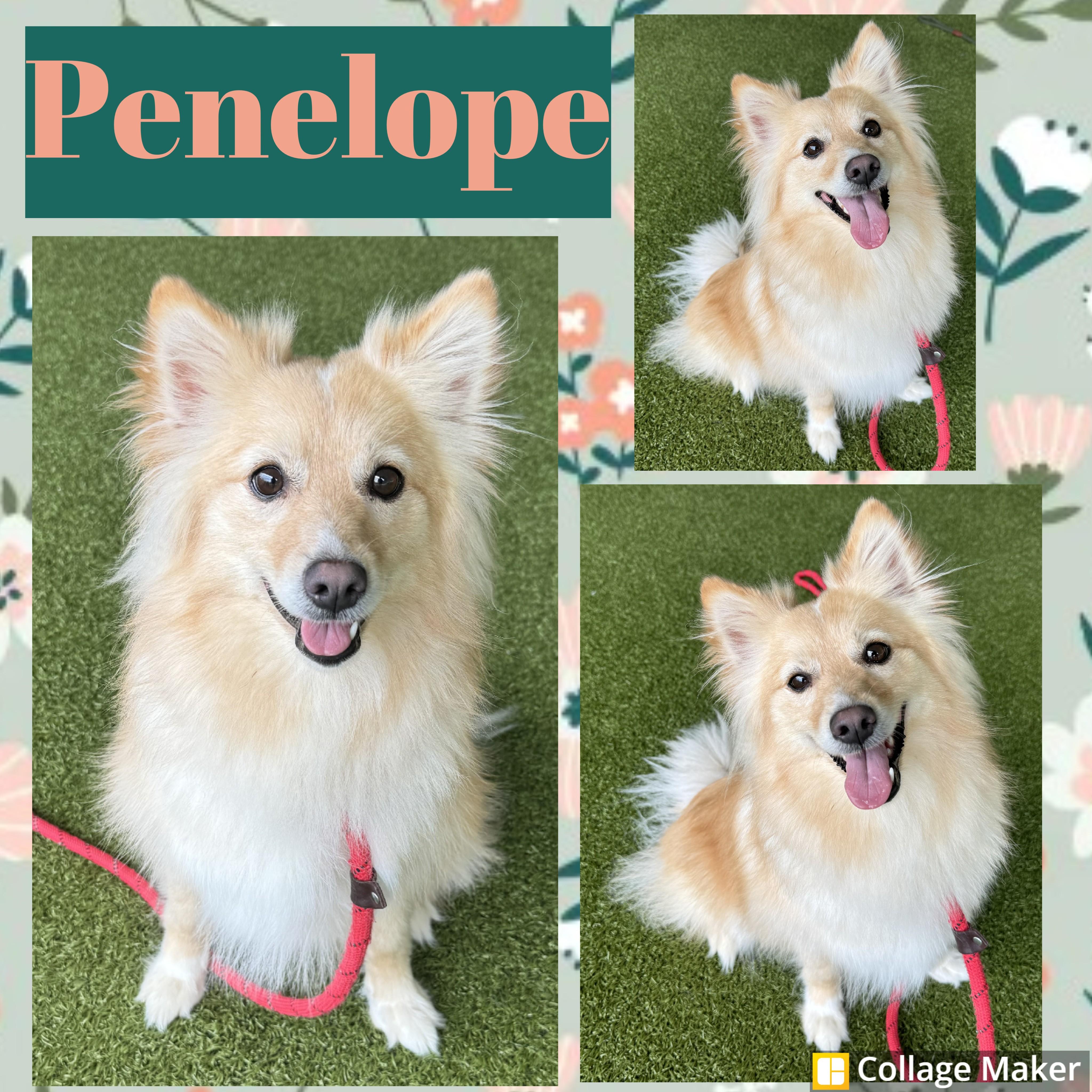 Enlarge Penelope, a ADOPTABLE mixed breed in Clearfield, PA image 1/1