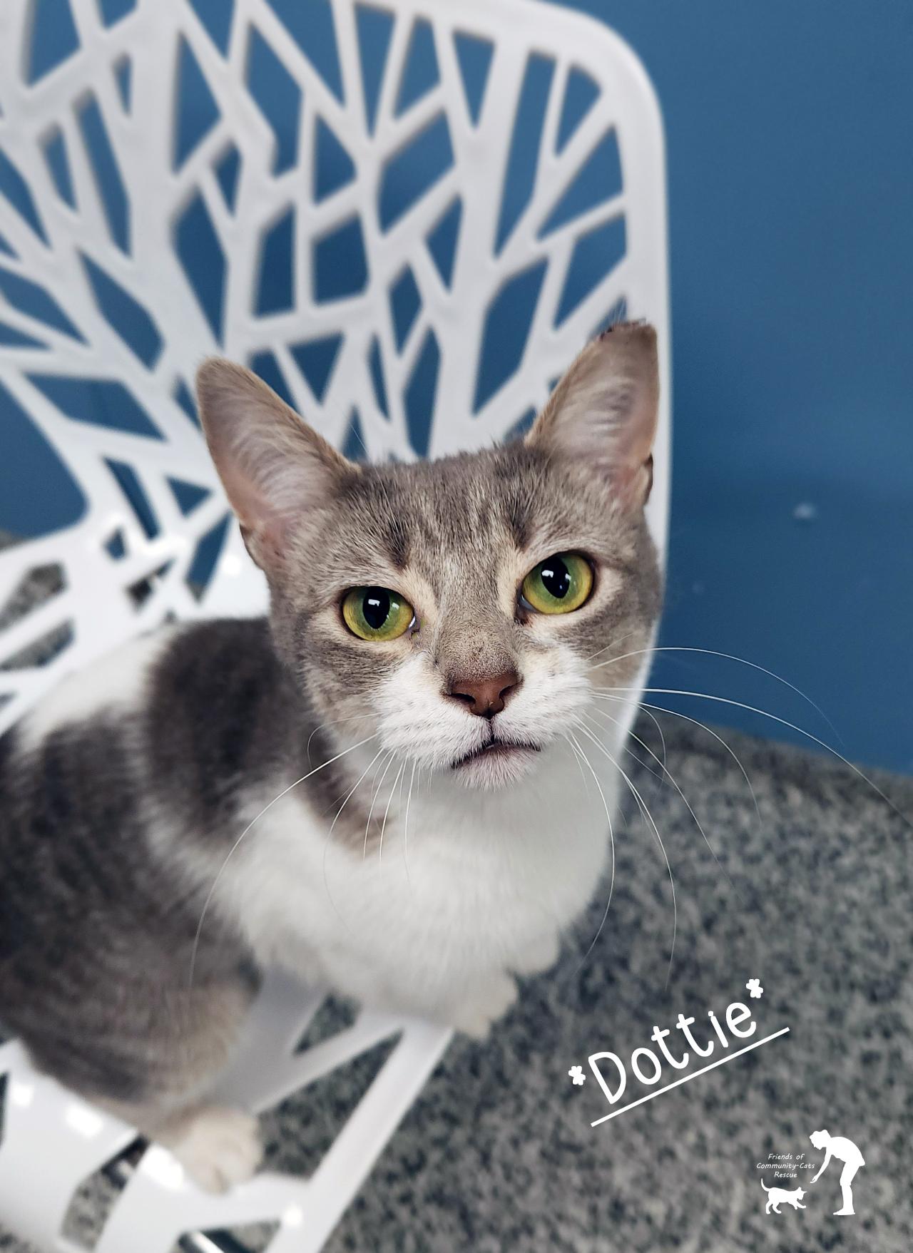 Dottie