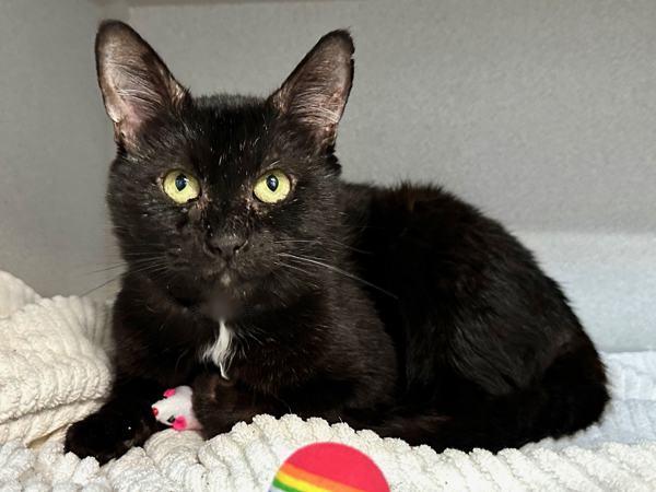 Tempura, Adoptable, Adult Male Domestic Short Hair.