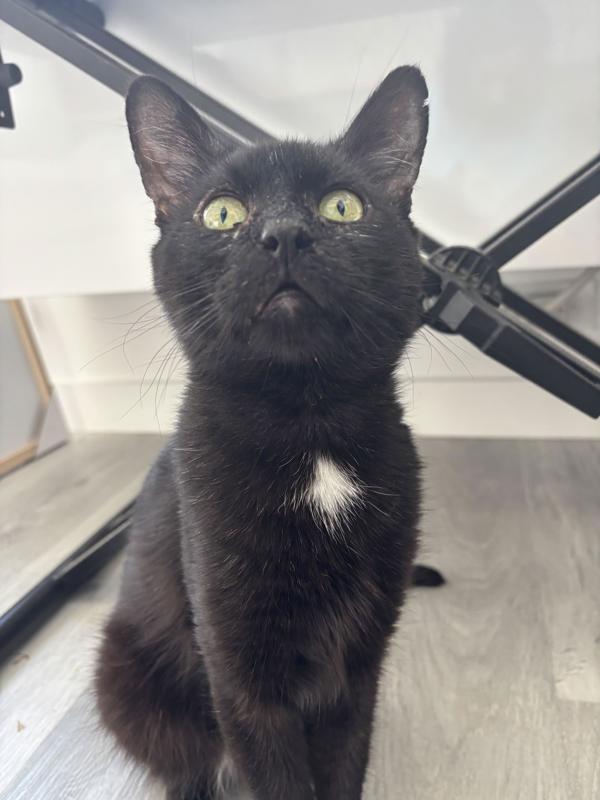 Enlarge Tempura, a Adoptable mixed breed in New York, NY image 2/6