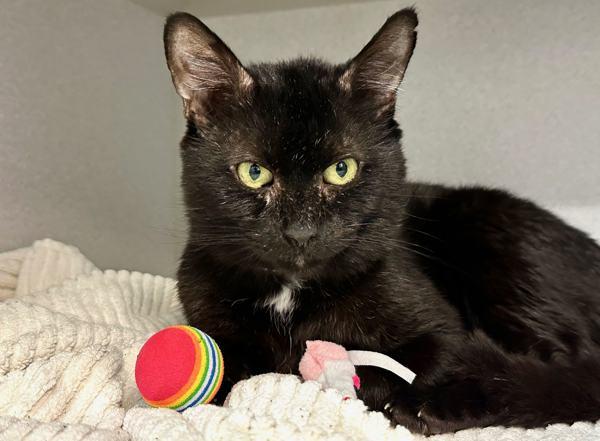 Enlarge Tempura, a Adoptable mixed breed in New York, NY image 3/6