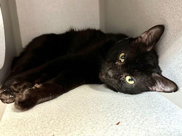 Enlarge Tempura, a Adoptable mixed breed in New York, NY image 4/6