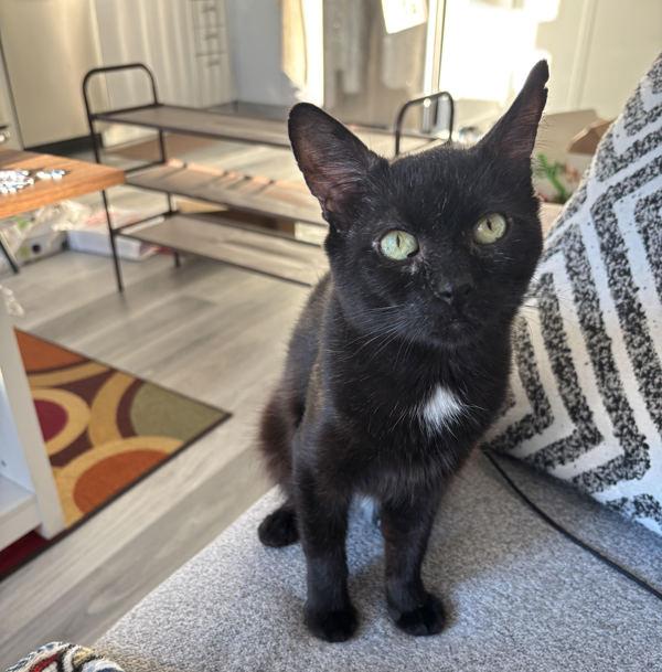 Enlarge Tempura, a Adoptable mixed breed in New York, NY image 6/6