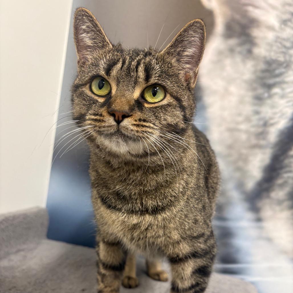 Santander, Adoptable, Adult Female Domestic Short Hair.