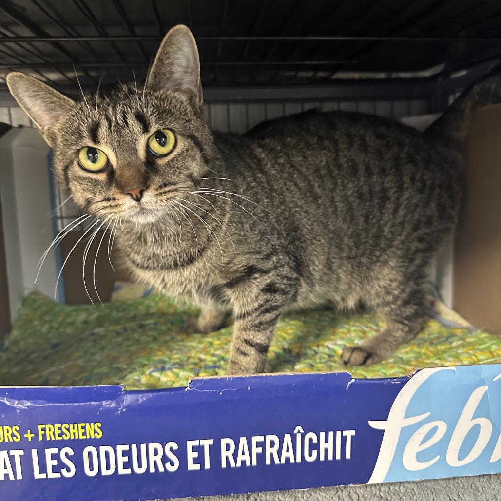 Santander, Adoptable, Adult Female Domestic Short Hair.