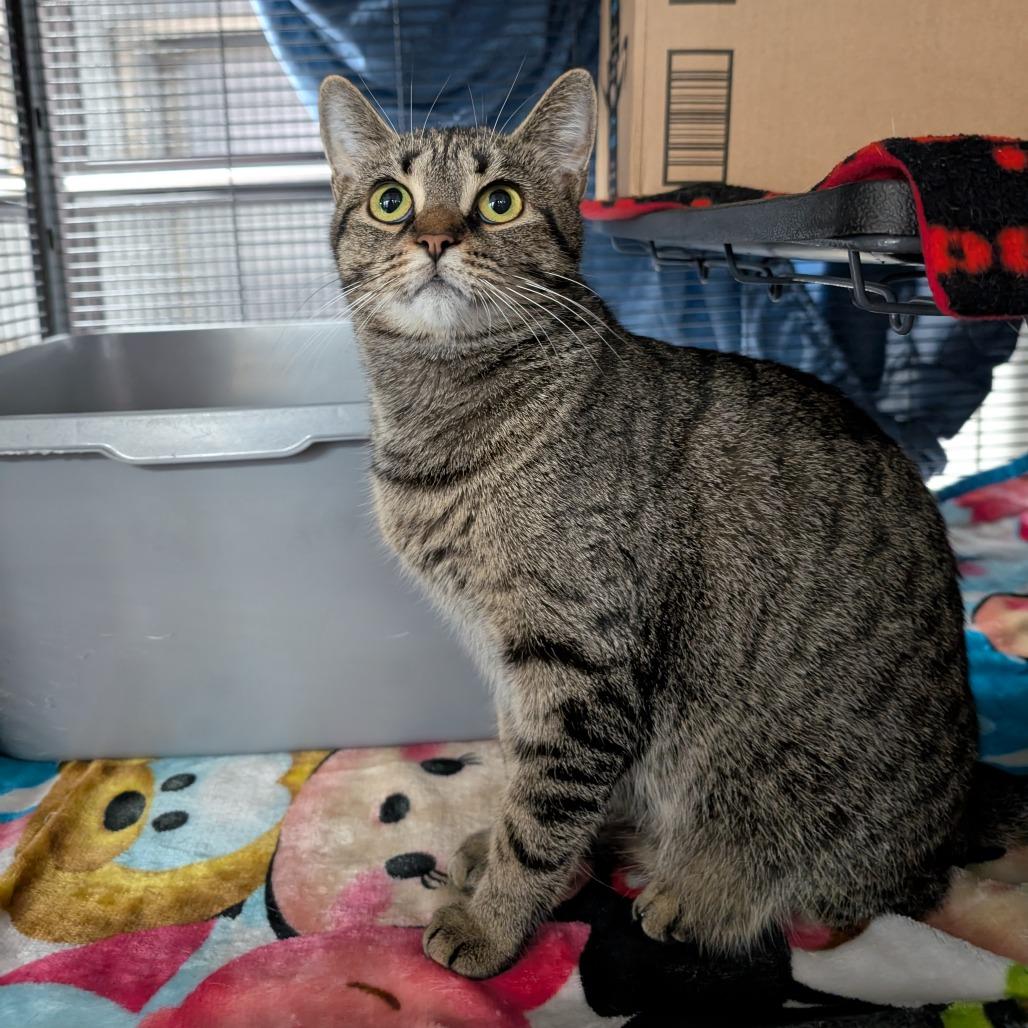 Santander, a Adoptable Domestic Short Hair in Puslinch, ON image 2/5