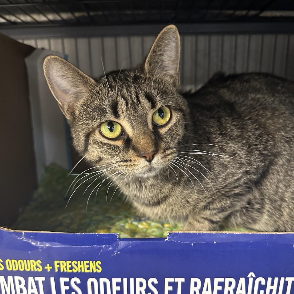 Santander, a Adoptable Domestic Short Hair in Puslinch, ON image 3/5