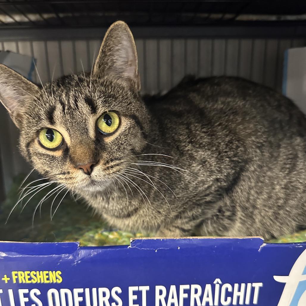 Santander, a Adoptable Domestic Short Hair in Puslinch, ON image 5/5