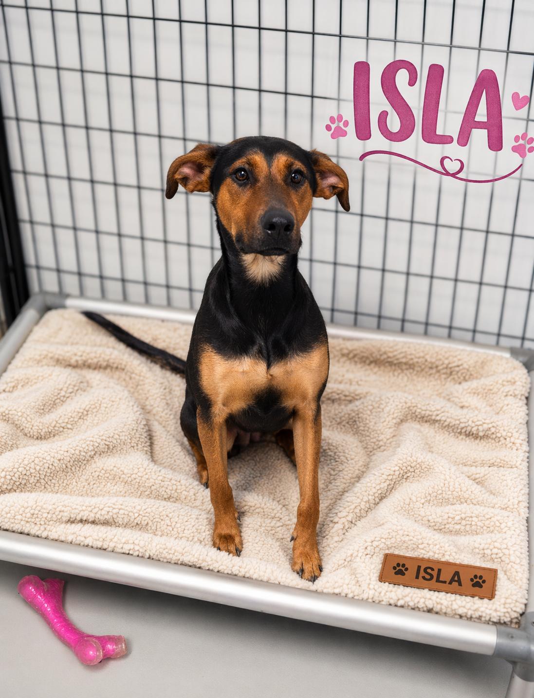 Isla, ADOPTABLE, Young Female Doberman Pinscher.