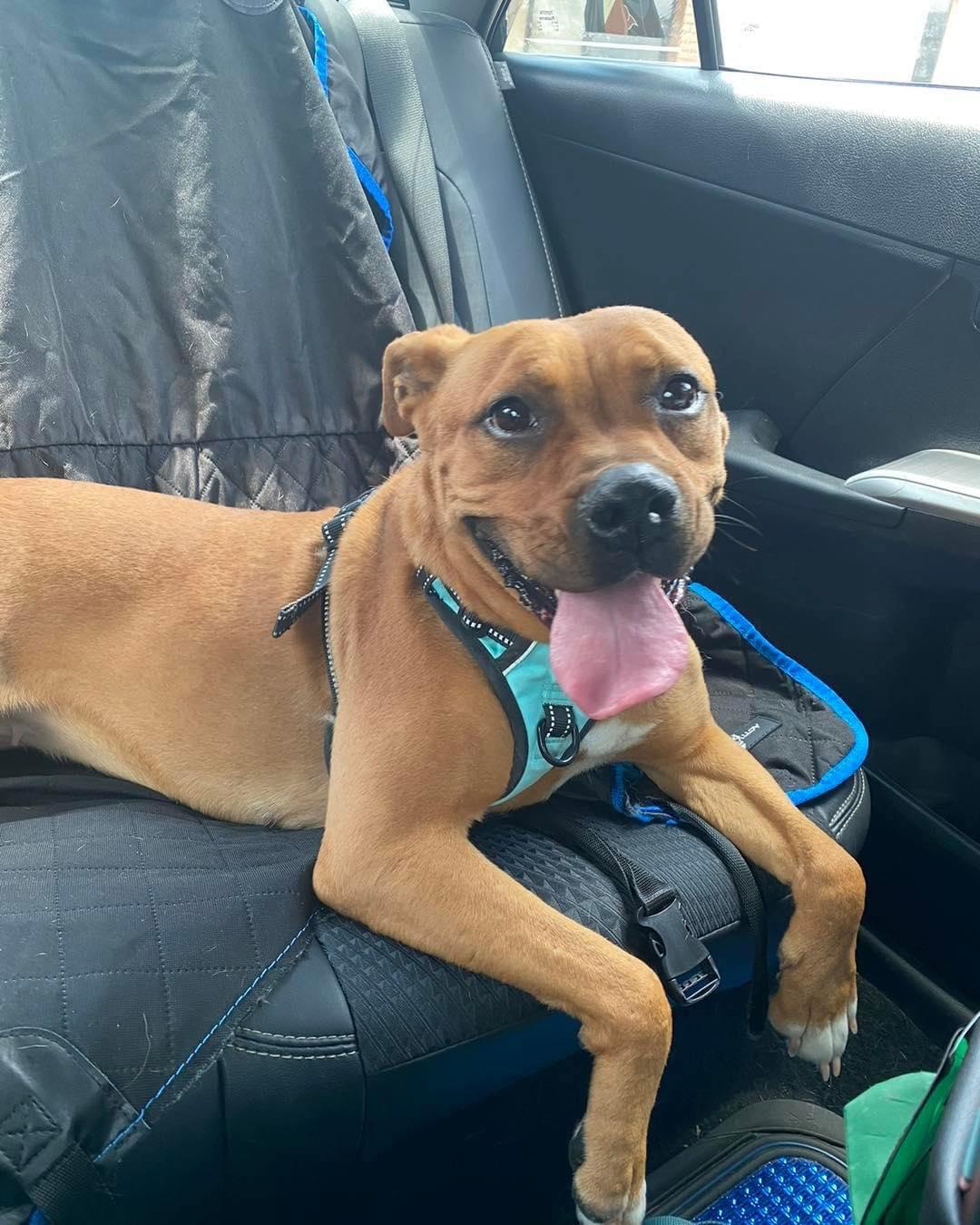 Ivory, Adopted, Adult Female Boxer.