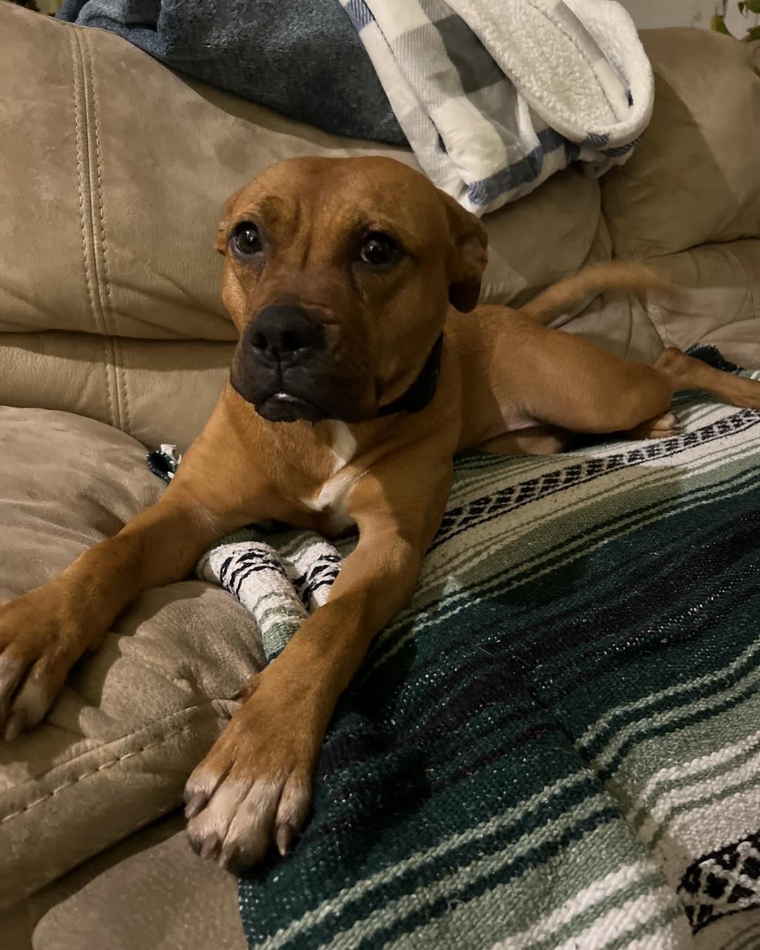 Enlarge Ivory, a Adopted mixed breed in Houston, TX image 2/4