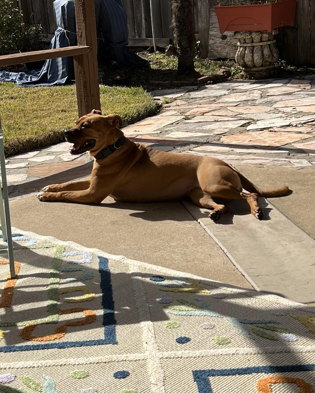 Enlarge Ivory, a Adopted mixed breed in Houston, TX image 3/4