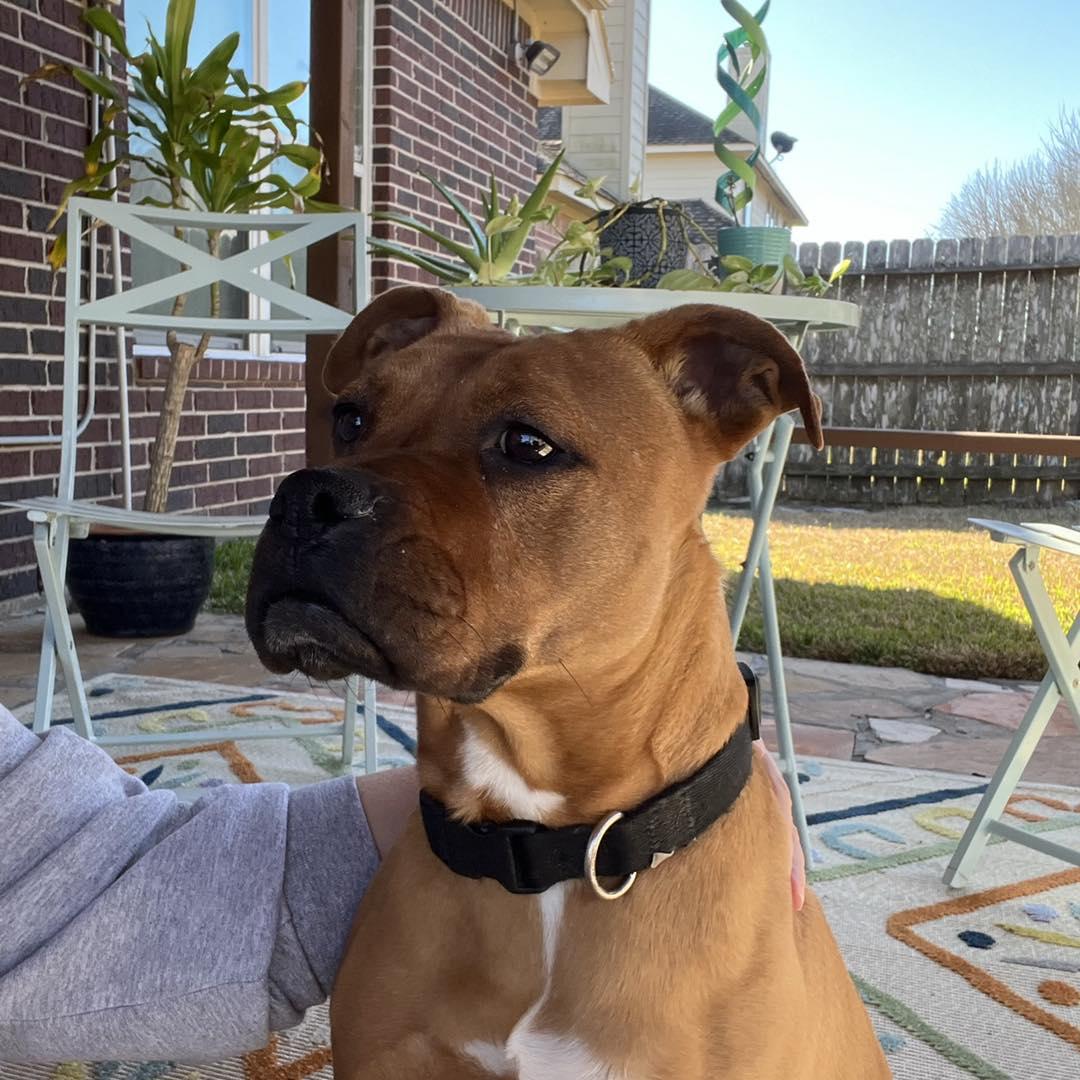 Enlarge Ivory, a Adopted mixed breed in Houston, TX image 4/4