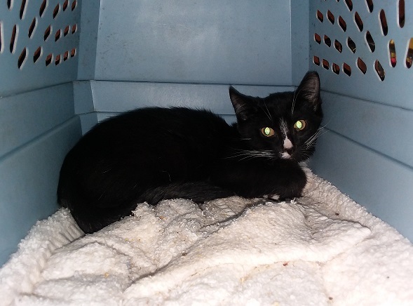 Friesian, an adoptable Domestic Short Hair in Cookeville, TN, 38506 | Photo Image 2