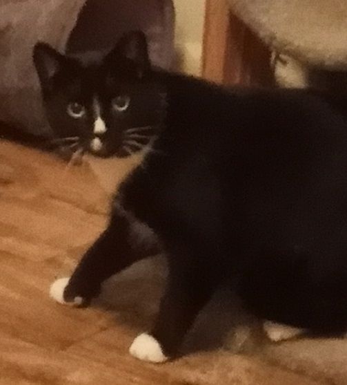 Friesian, Adoptable, Adult Male Domestic Short Hair.