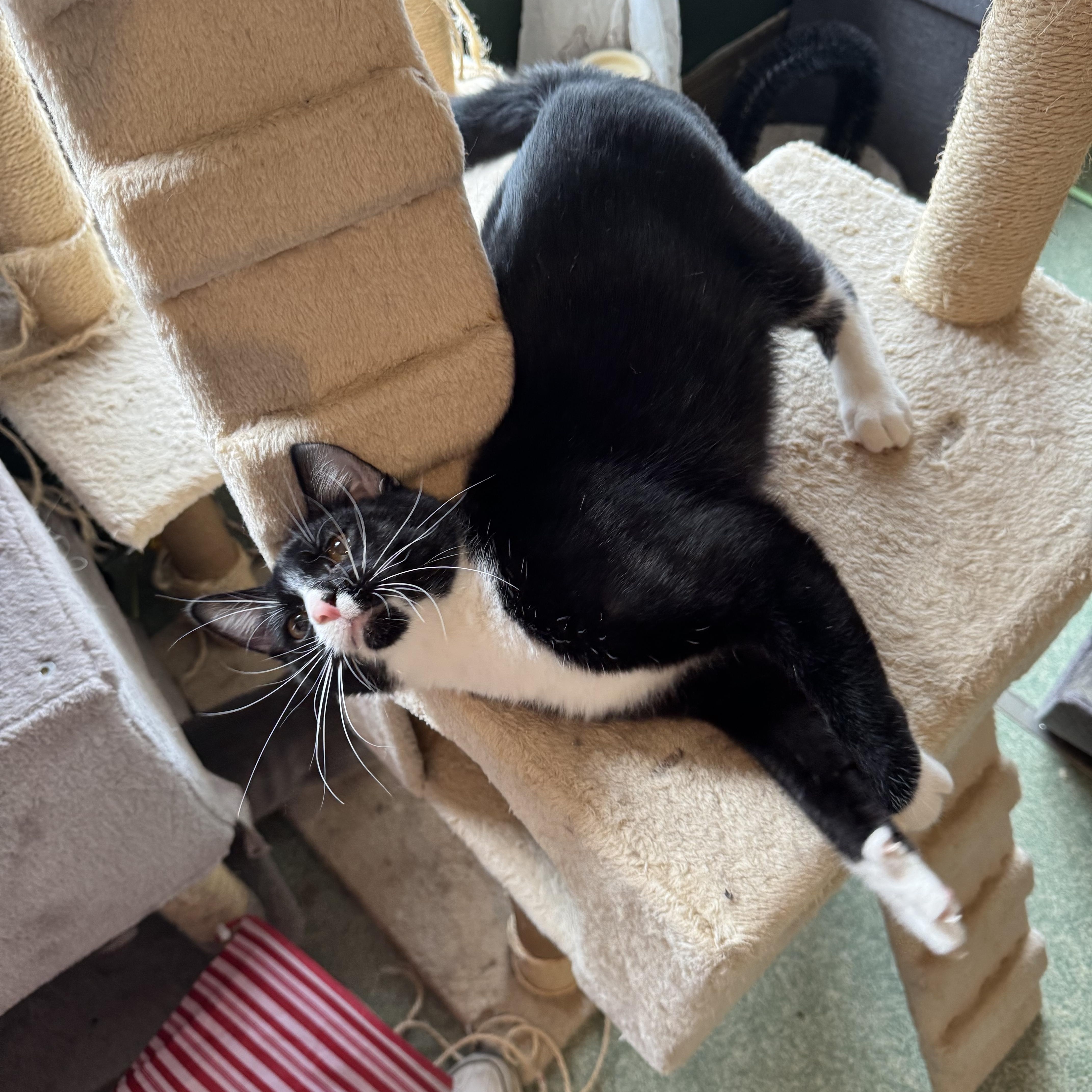 Simon, Adoptable, Kitten Male Tuxedo.