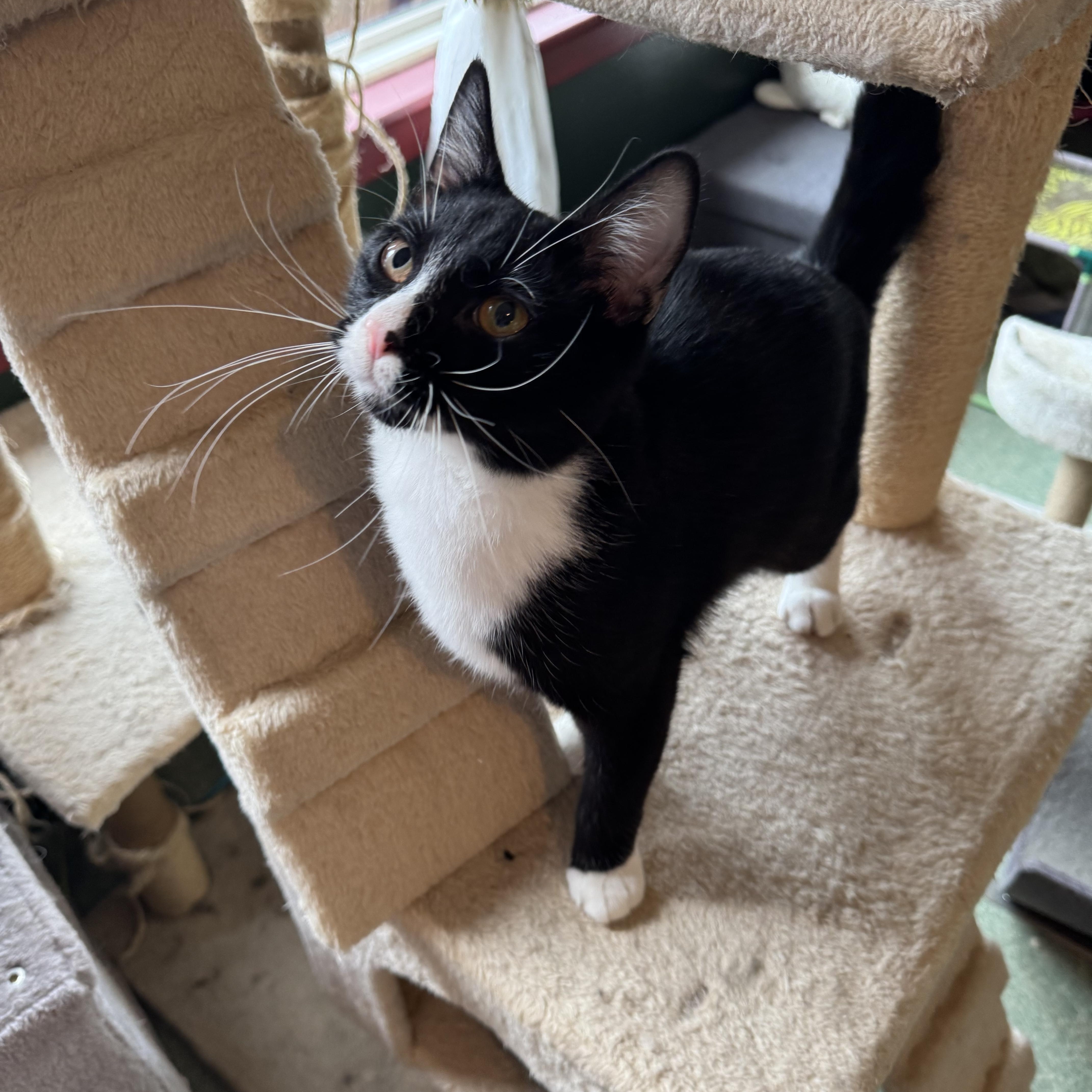 Enlarge Simon, a Adoptable Tuxedo in Mount Vernon, IL image 3/6