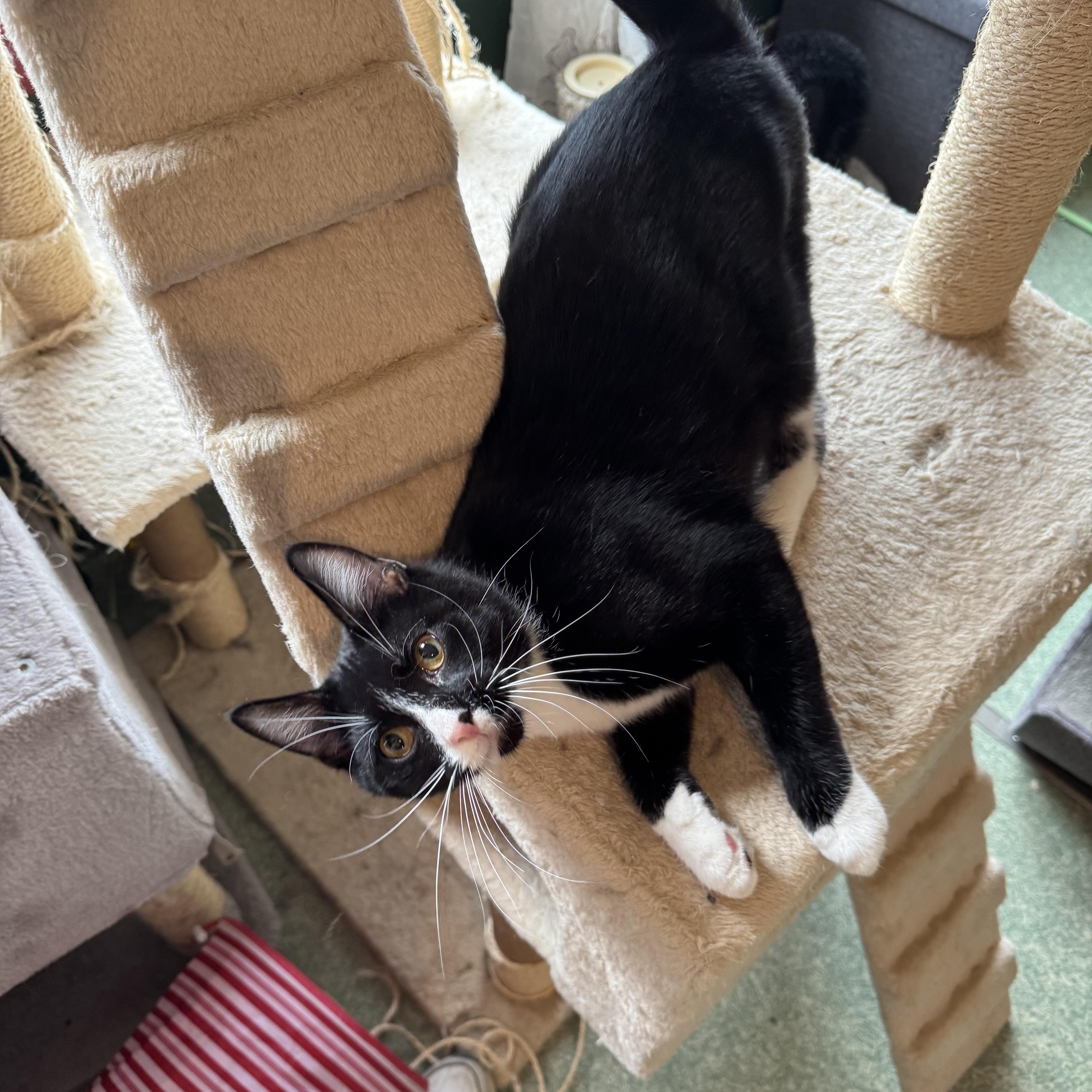 Enlarge Simon, a Adoptable Tuxedo in Mount Vernon, IL image 6/6