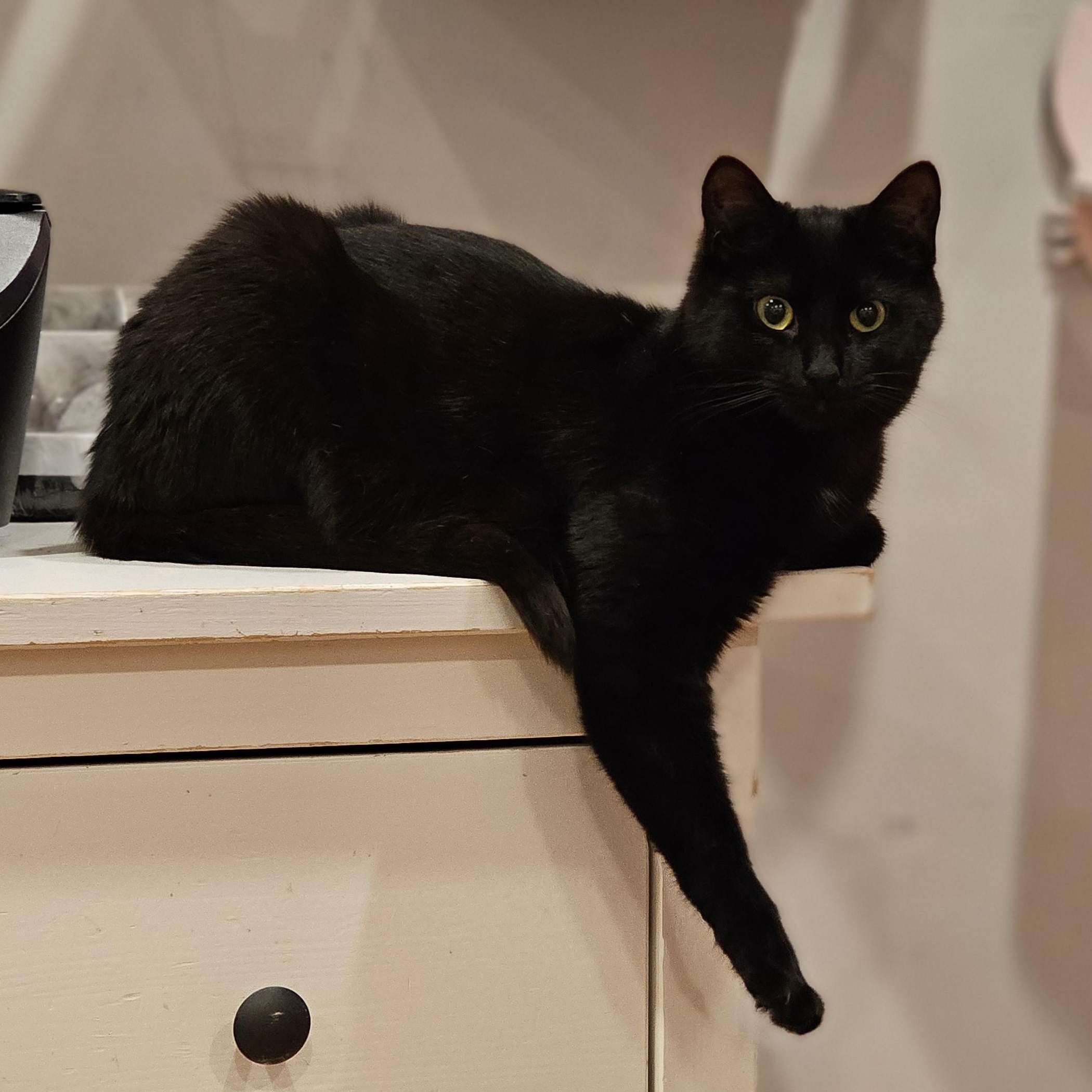 Enlarge Koi, a ADOPTABLE Domestic Short Hair in Philadelphia, PA image 5/5