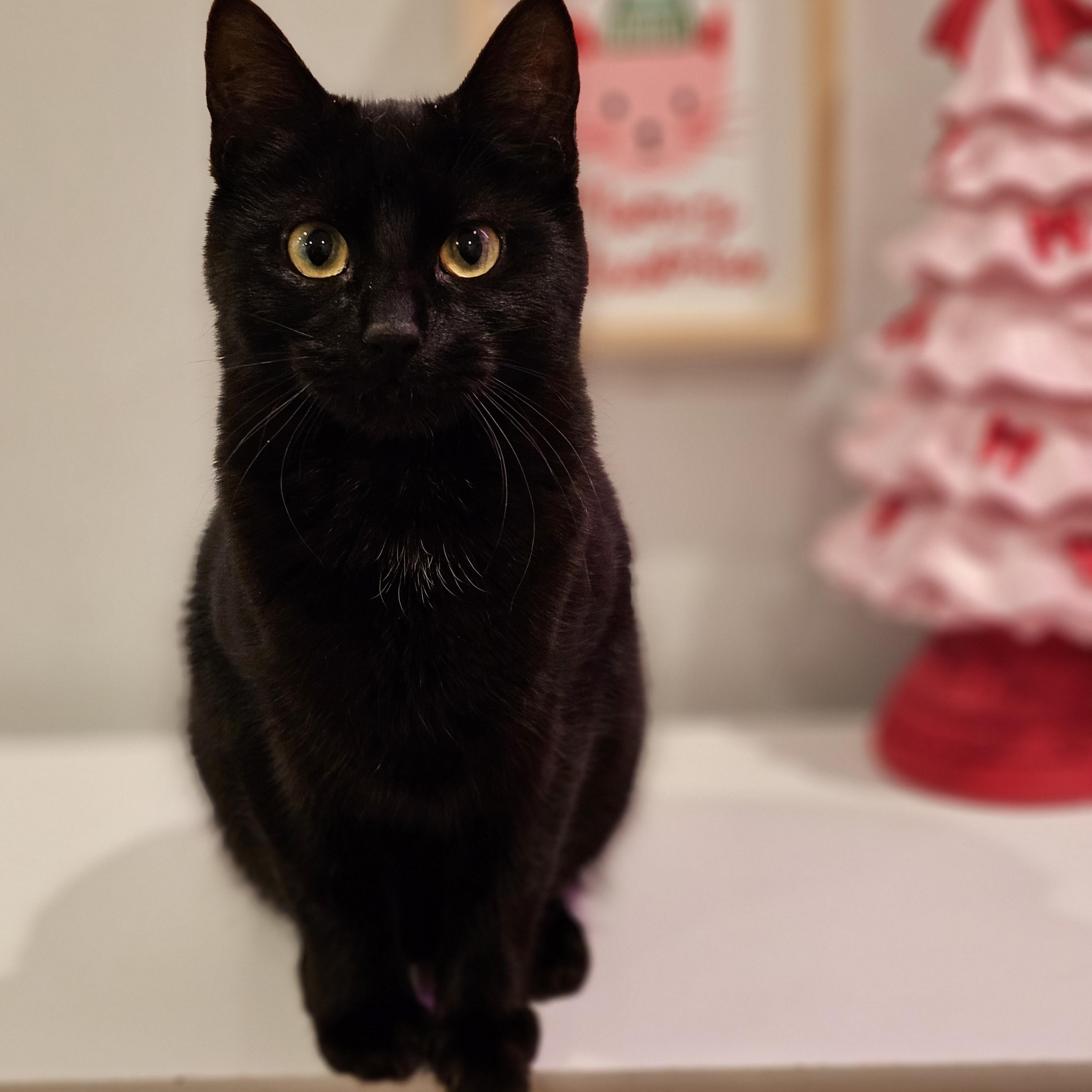 Koi, ADOPTABLE, Young Female Domestic Short Hair.