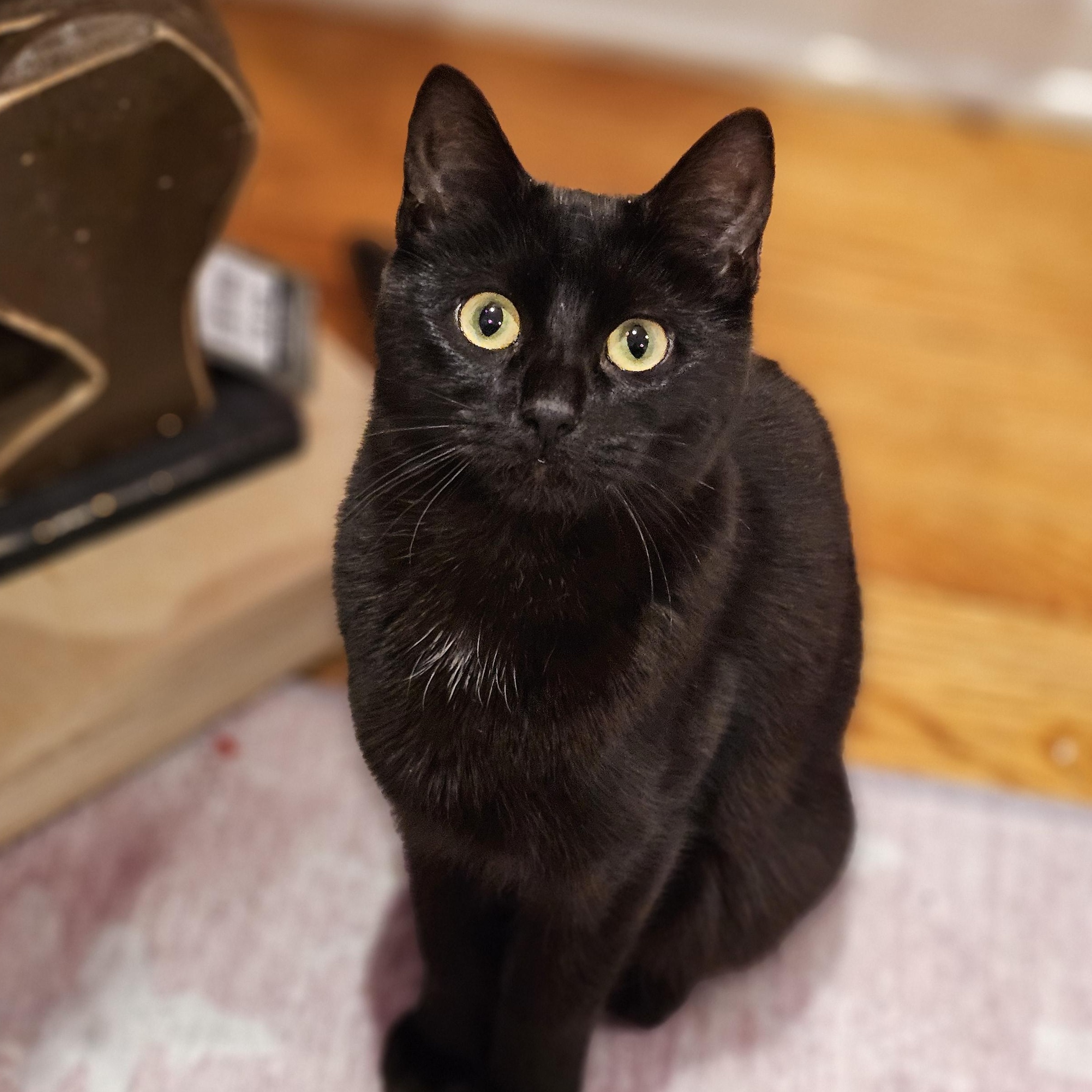 Enlarge Koi, a ADOPTABLE Domestic Short Hair in Philadelphia, PA image 2/2