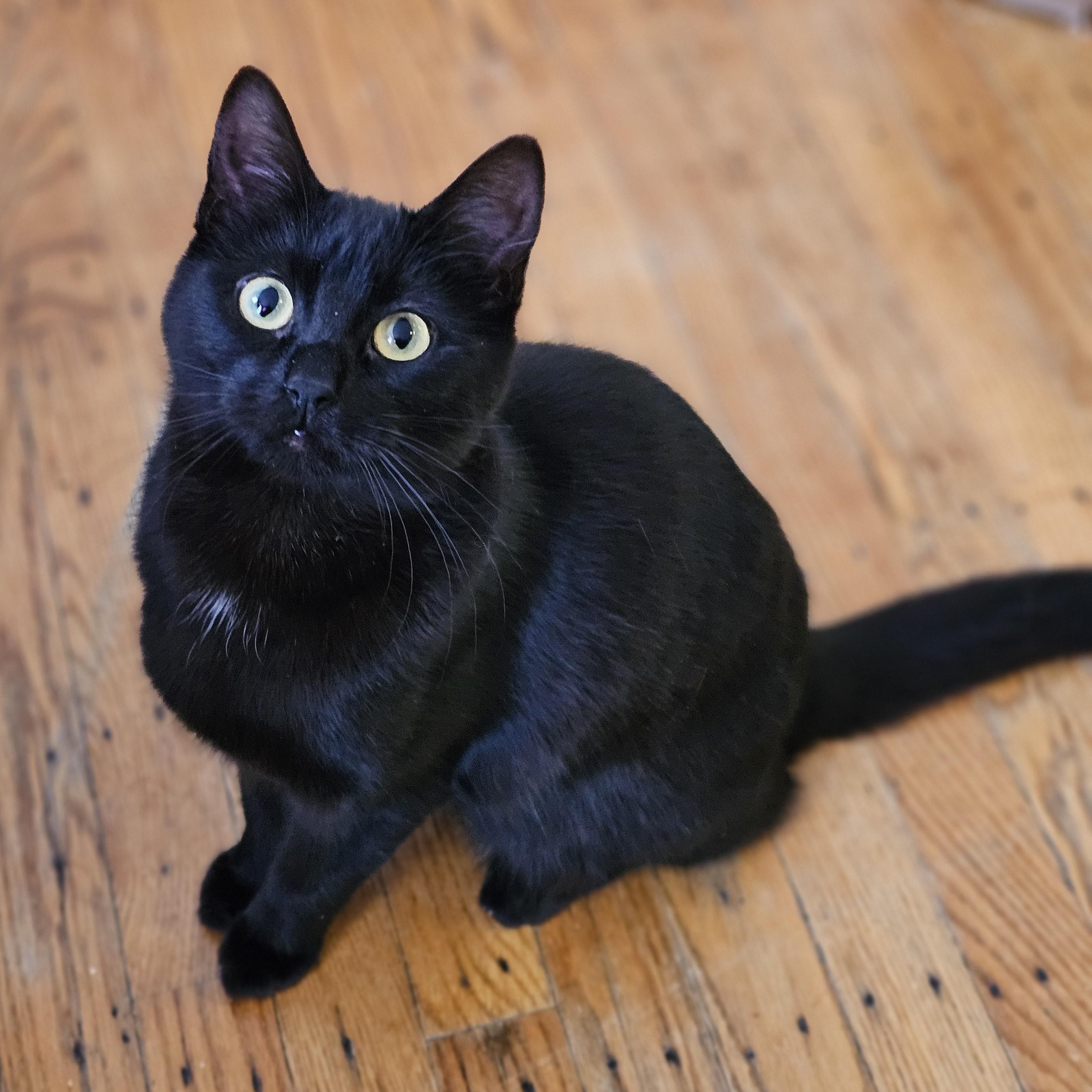 Koi, ADOPTABLE, Kitten Female Domestic Short Hair.