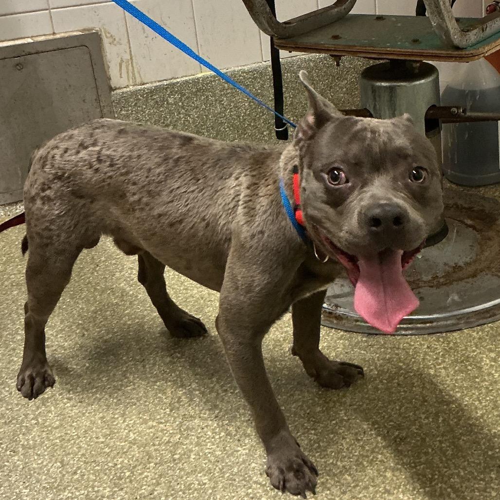 Enlarge Jojo, a Adoptable mixed breed in San Gabriel, CA image 1/1